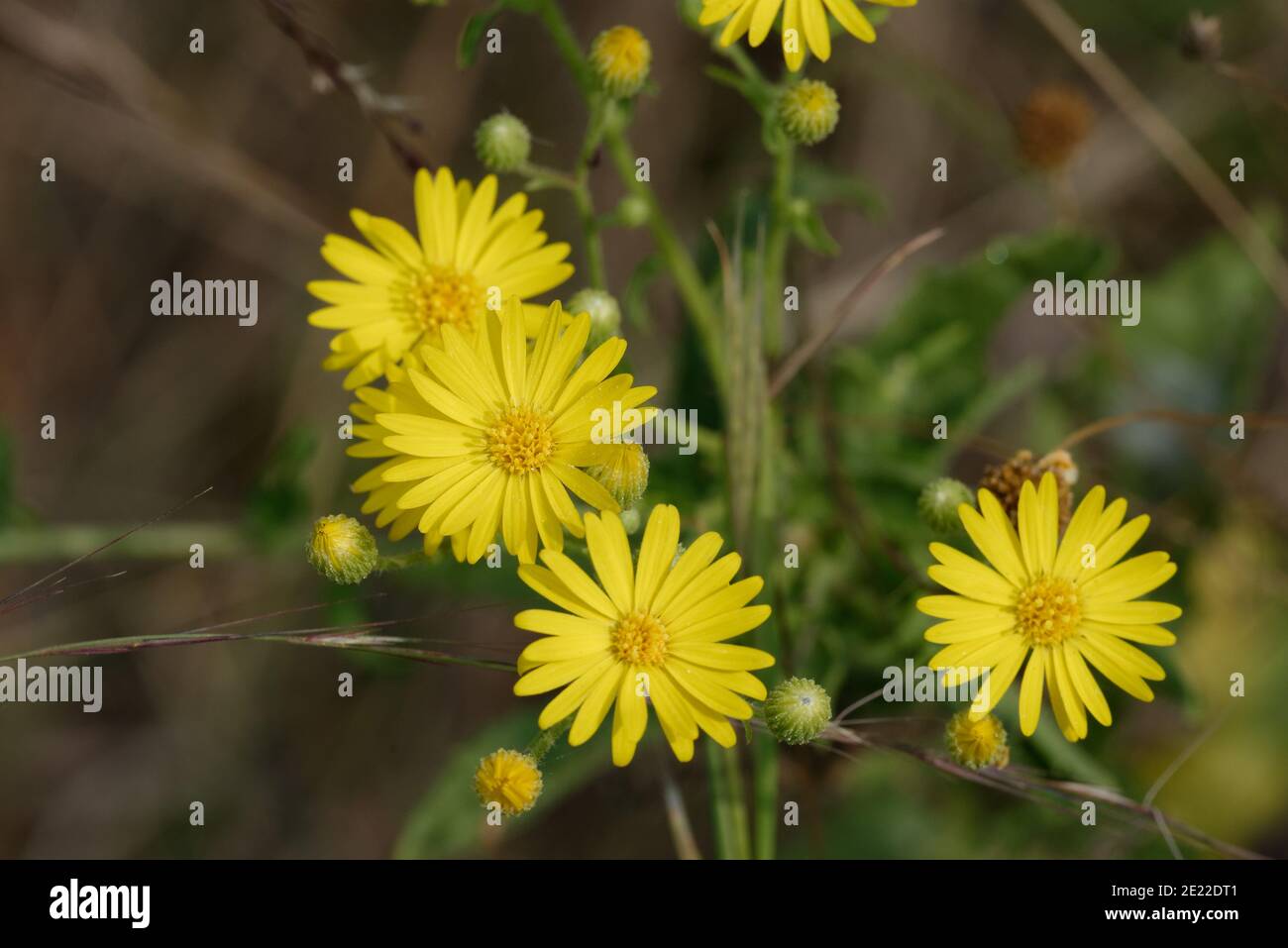 Falscher Goldenaster Stockfoto