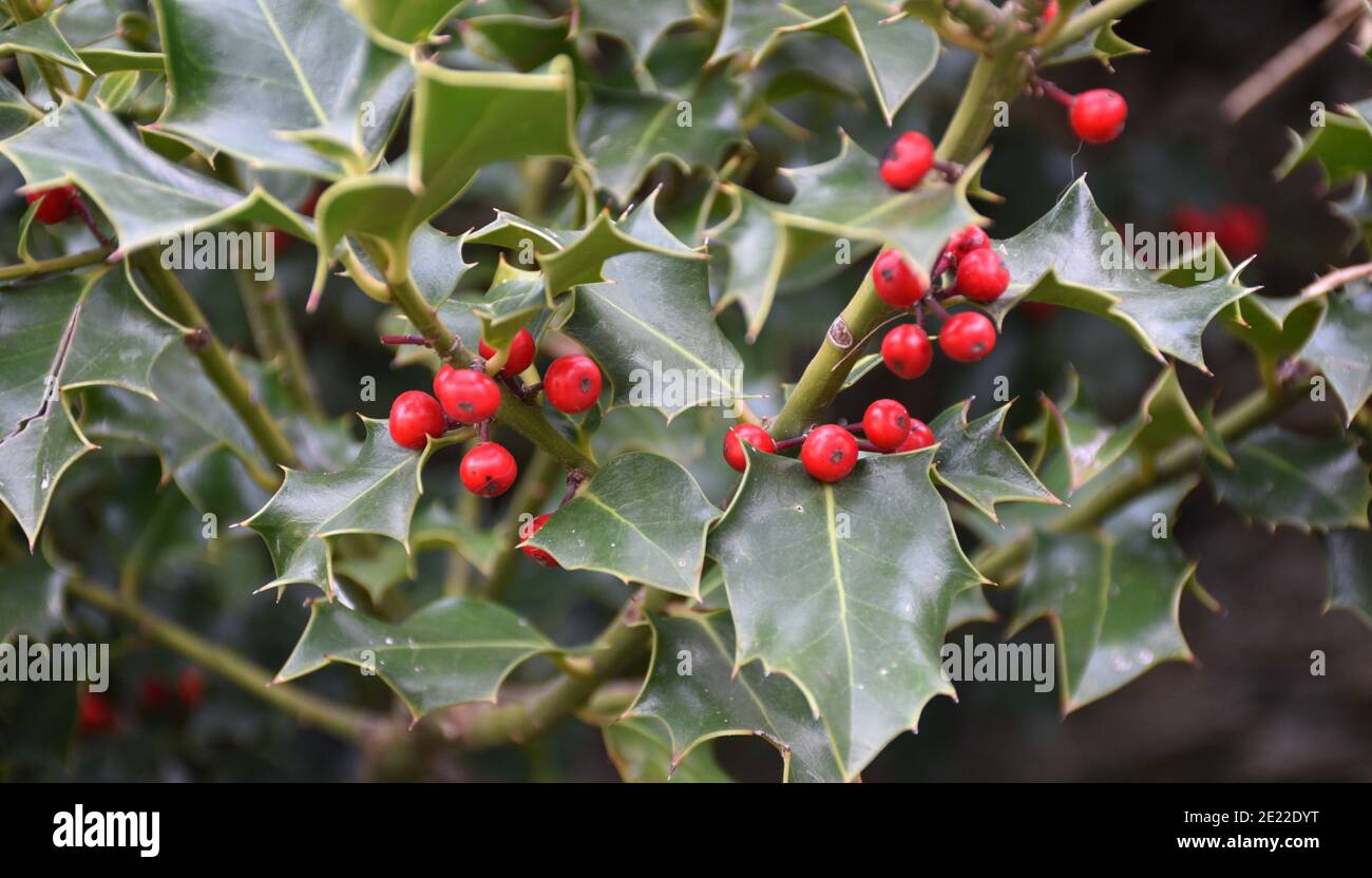 Holly Baum mit seinen roten Früchten. Herbsttag. Herbsttag in Peroblasco, La Rioja, Spanien. Stockfoto