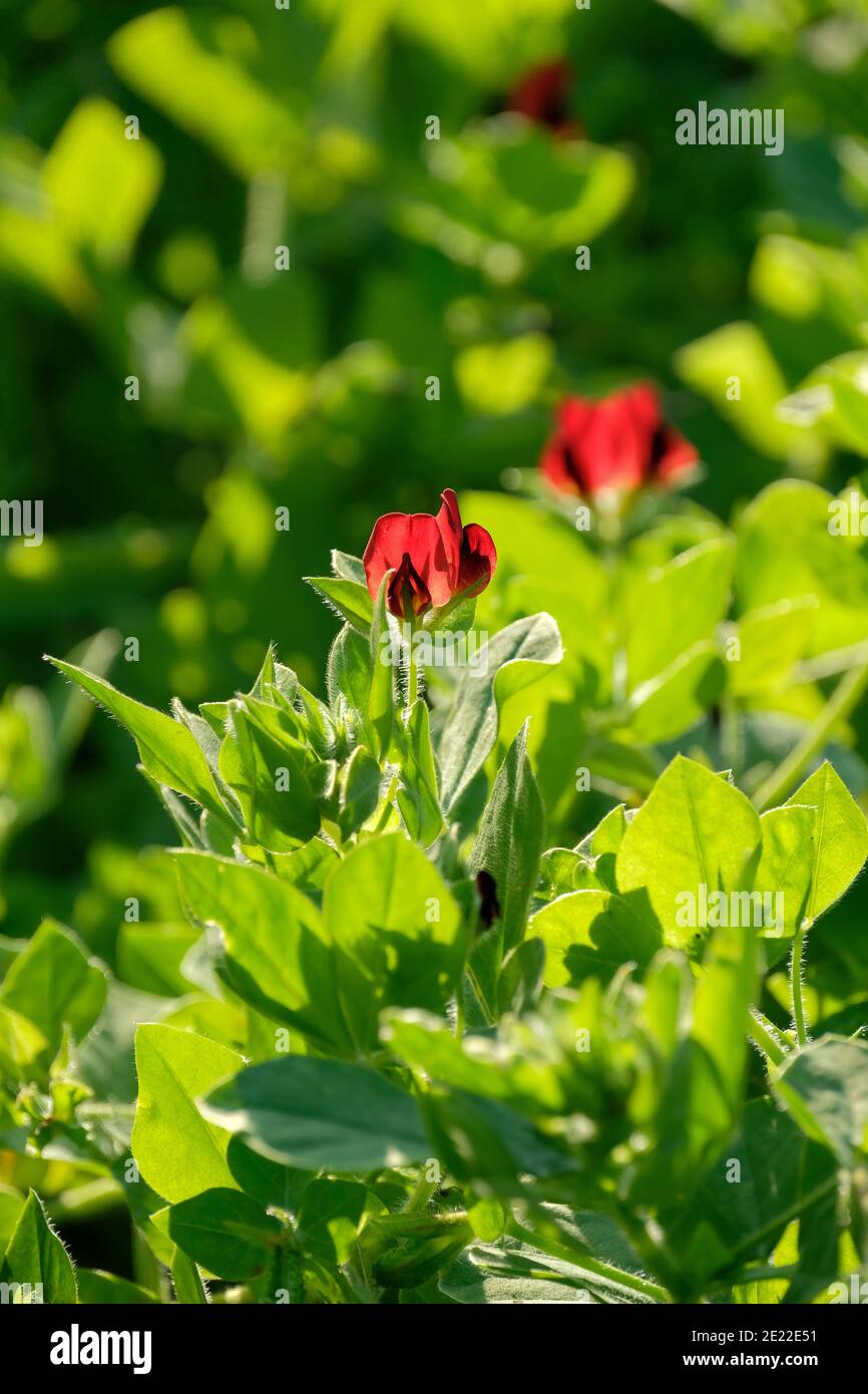 Tiefrote Blüten von Spargelerde, Psophocarpus tetragonolobus Stockfoto