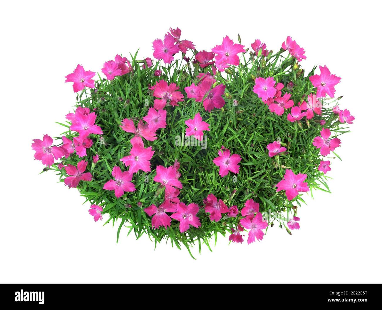 Blumenstrauß Nelken in Blüte, isoliert auf weißem Hintergrund. Stockfoto