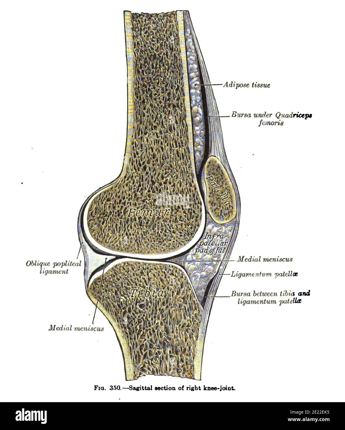 Vertikale Anatomiezeichnung und Text des sagittalen Abschnitts von Rechtes Kniegelenk, aus dem 19. Jahrhundert Stockfoto