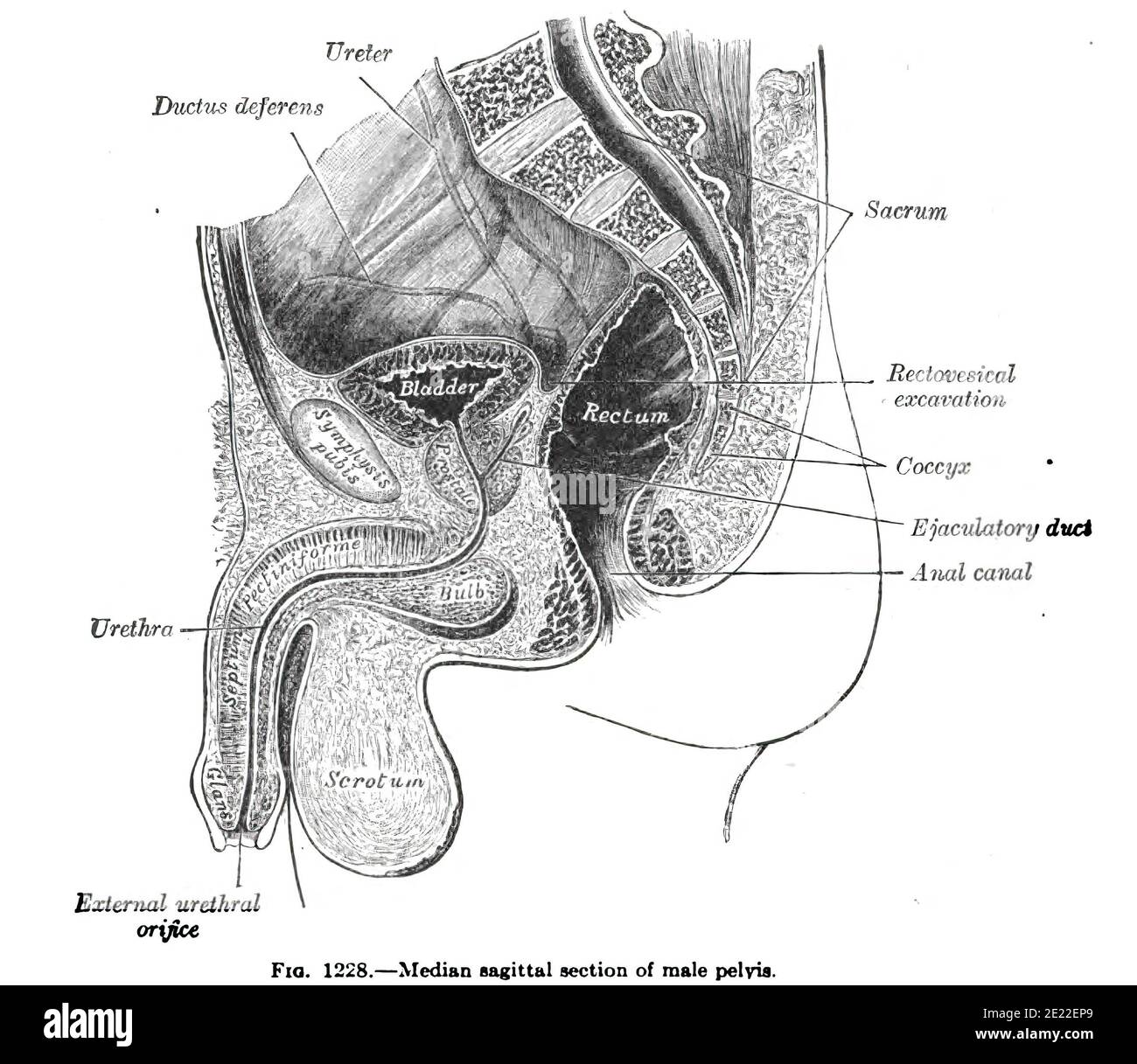 Anatomiezeichnung und Text des sagittalen Abschnitts des männlichen Beckens, aus dem 19. Jahrhundert Stockfoto