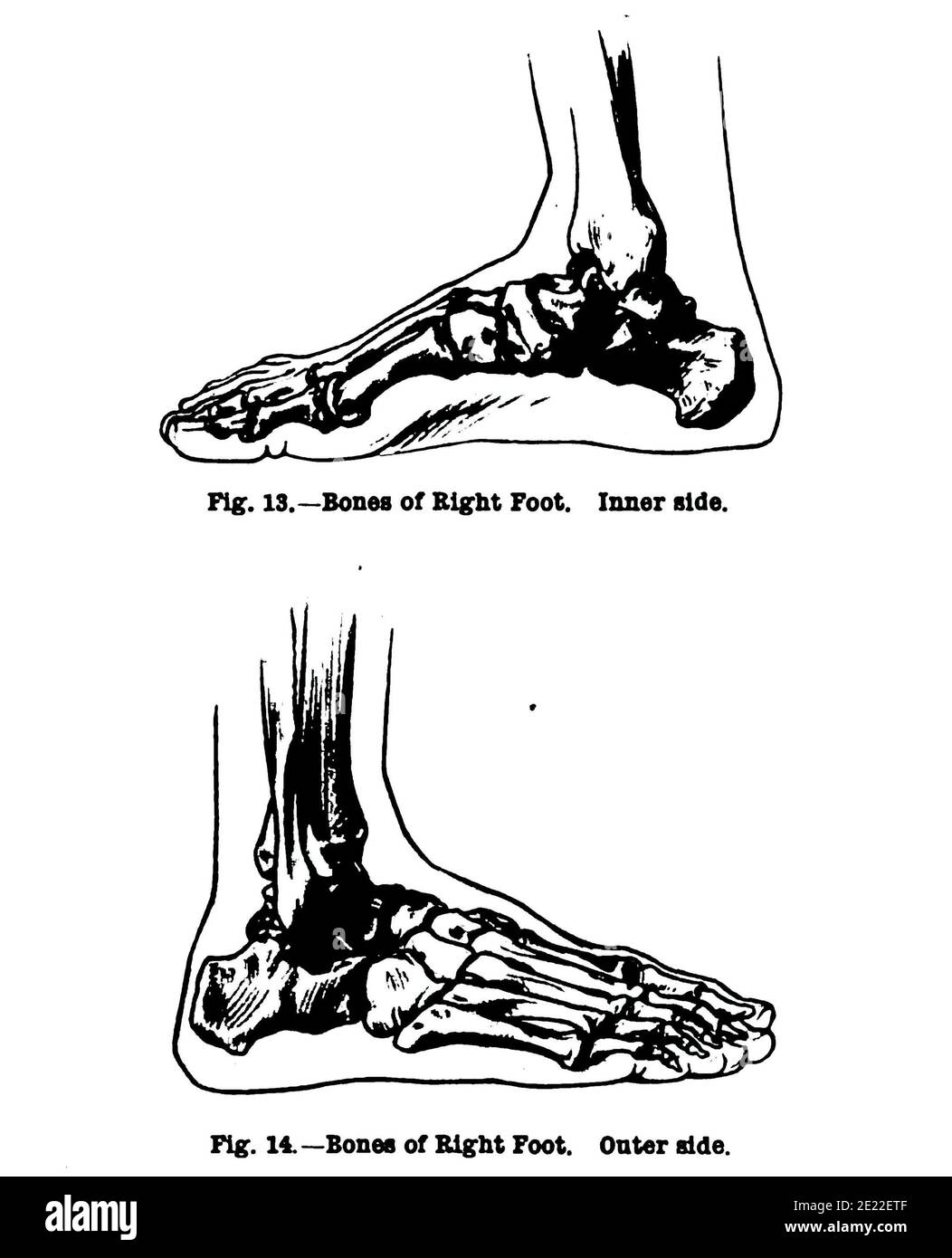 Vertikale Anatomiezeichnung der inneren und äußeren Seite des rechten Fußes, aus dem 19. Jahrhundert Stockfoto