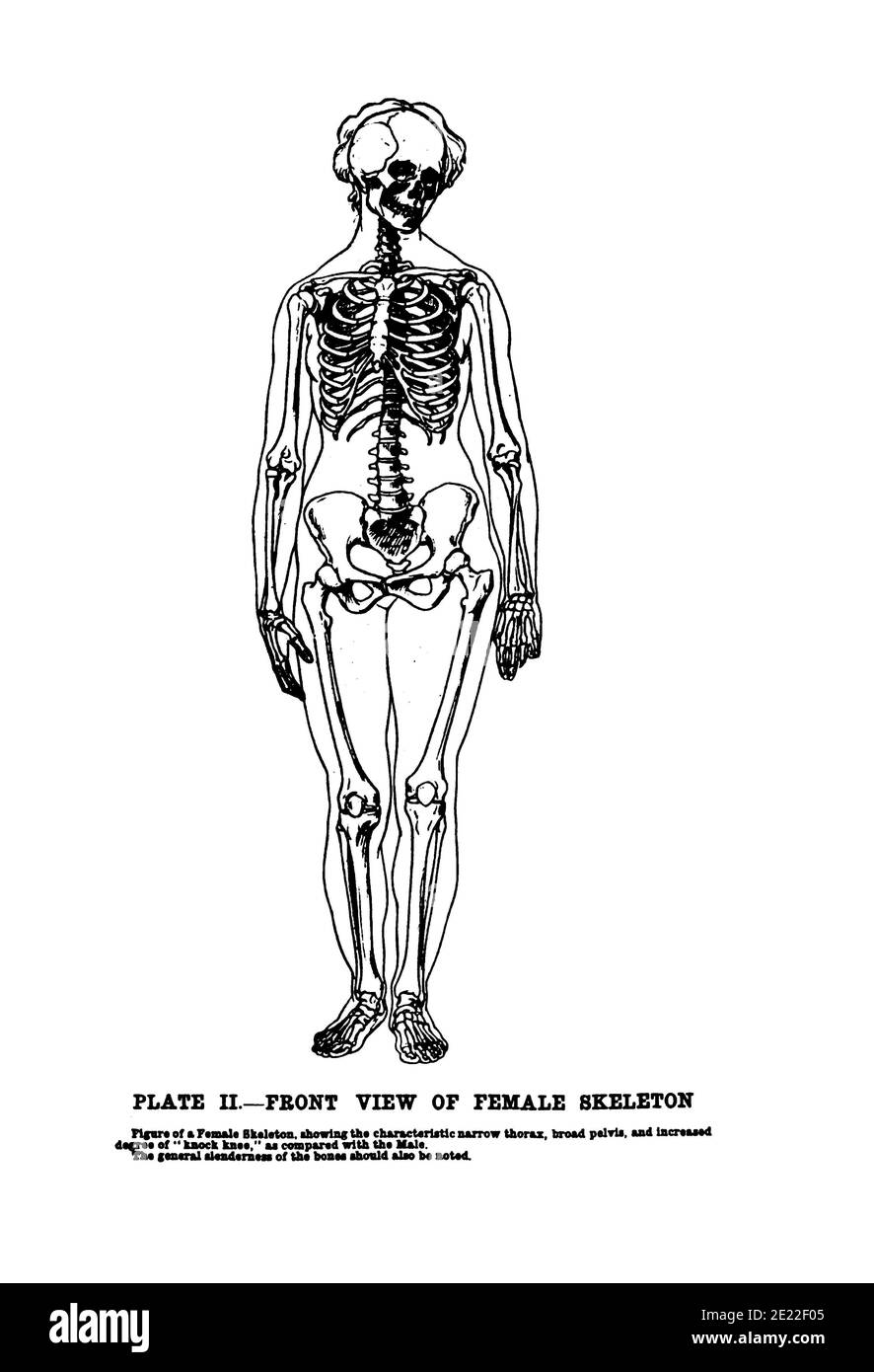 Vertikale Anatomiezeichnung und Text der Vorderansicht von Ein weibliches Skelett aus dem 19. Jahrhundert Stockfoto