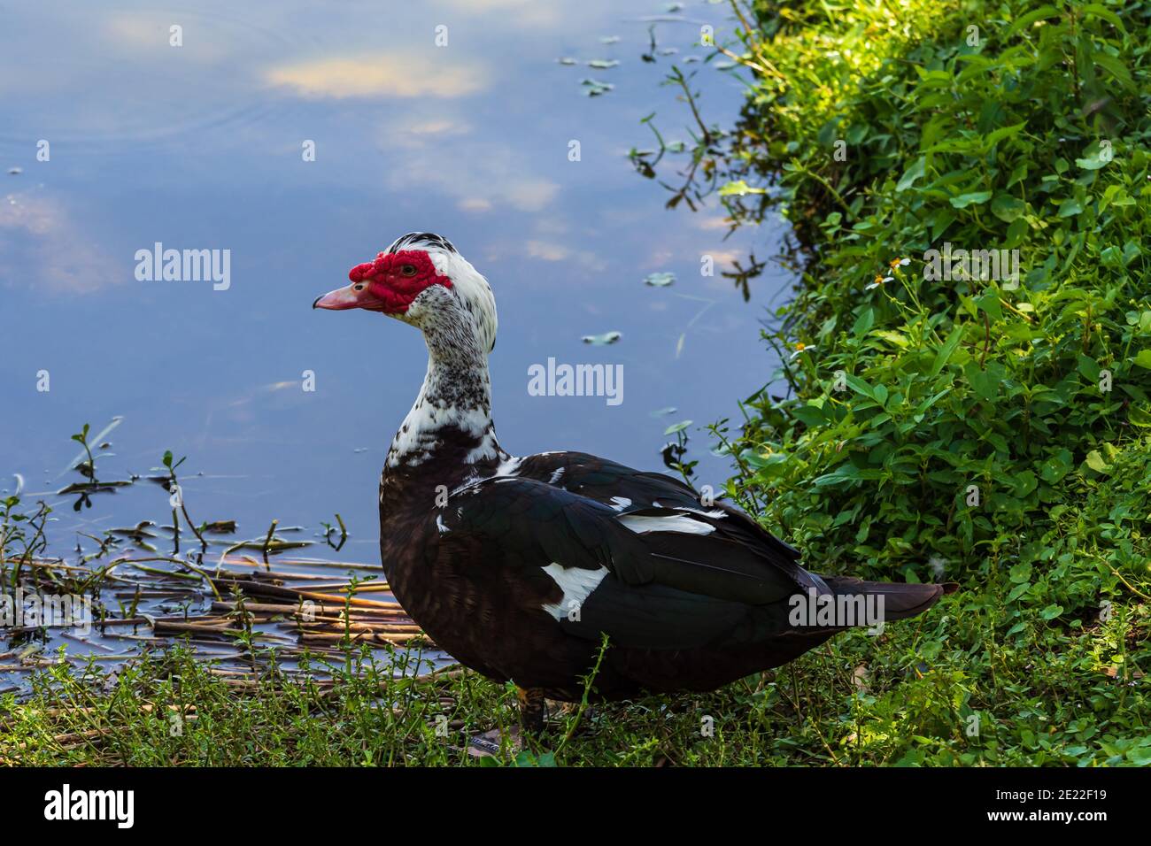 Eine männliche Moskauer Ente macht sich auf den Weg zum Teich Um nach einer Verknüpfung zu suchen Stockfoto