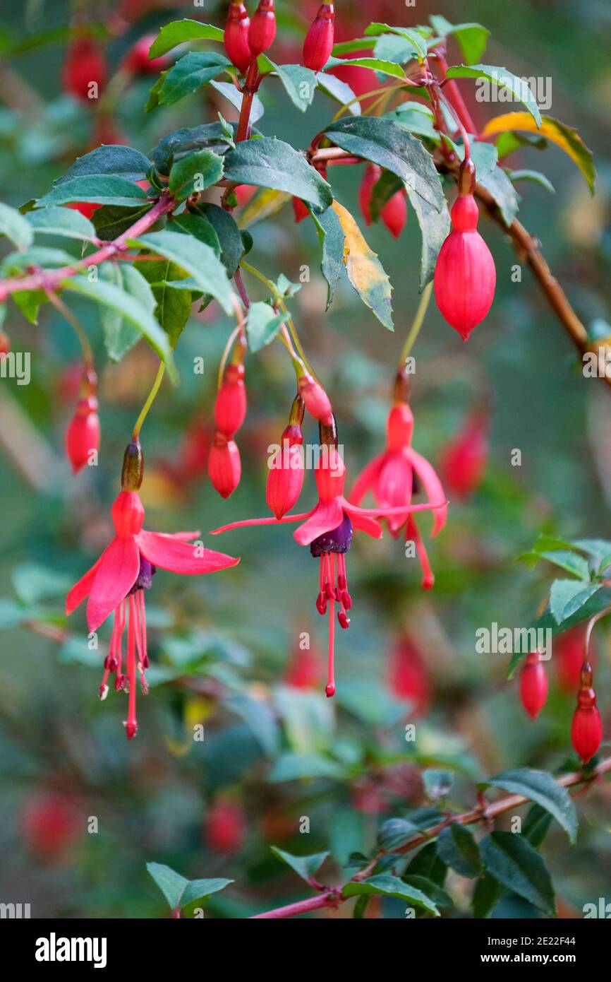 Leuchtend rote Blüten von Fuchsia 'Riccartonii' Fuchsia magellanica 'Riccartonii'. Stockfoto