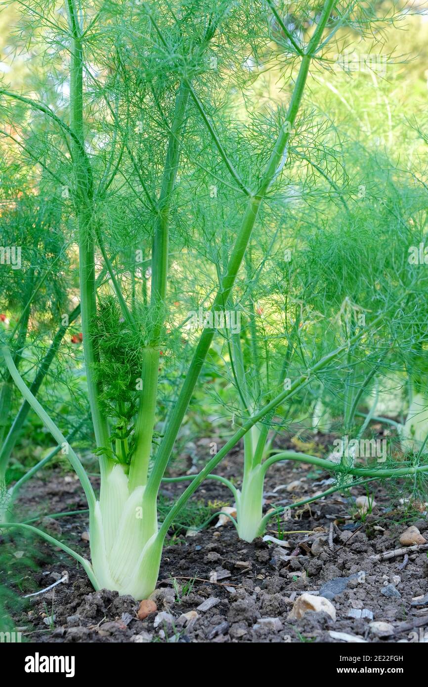 Fenchel „Victorio“ F1 Hybrid. Foeniculum vulgare. Florence Fenchel, Sweet Fenchel. Pflanzen wachsen in einem Bett Stockfoto
