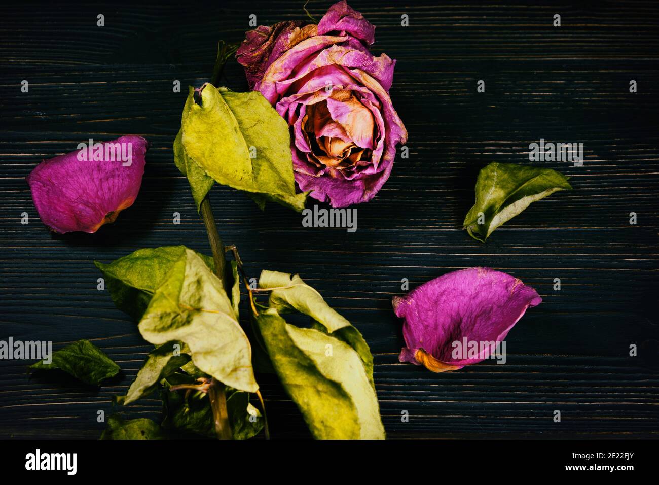Getrocknete Rose auf einem Hintergrund aus Ebenholz, Nahaufnahme. Eine tote Blume mit toten Blättern und Blütenblättern Stockfoto