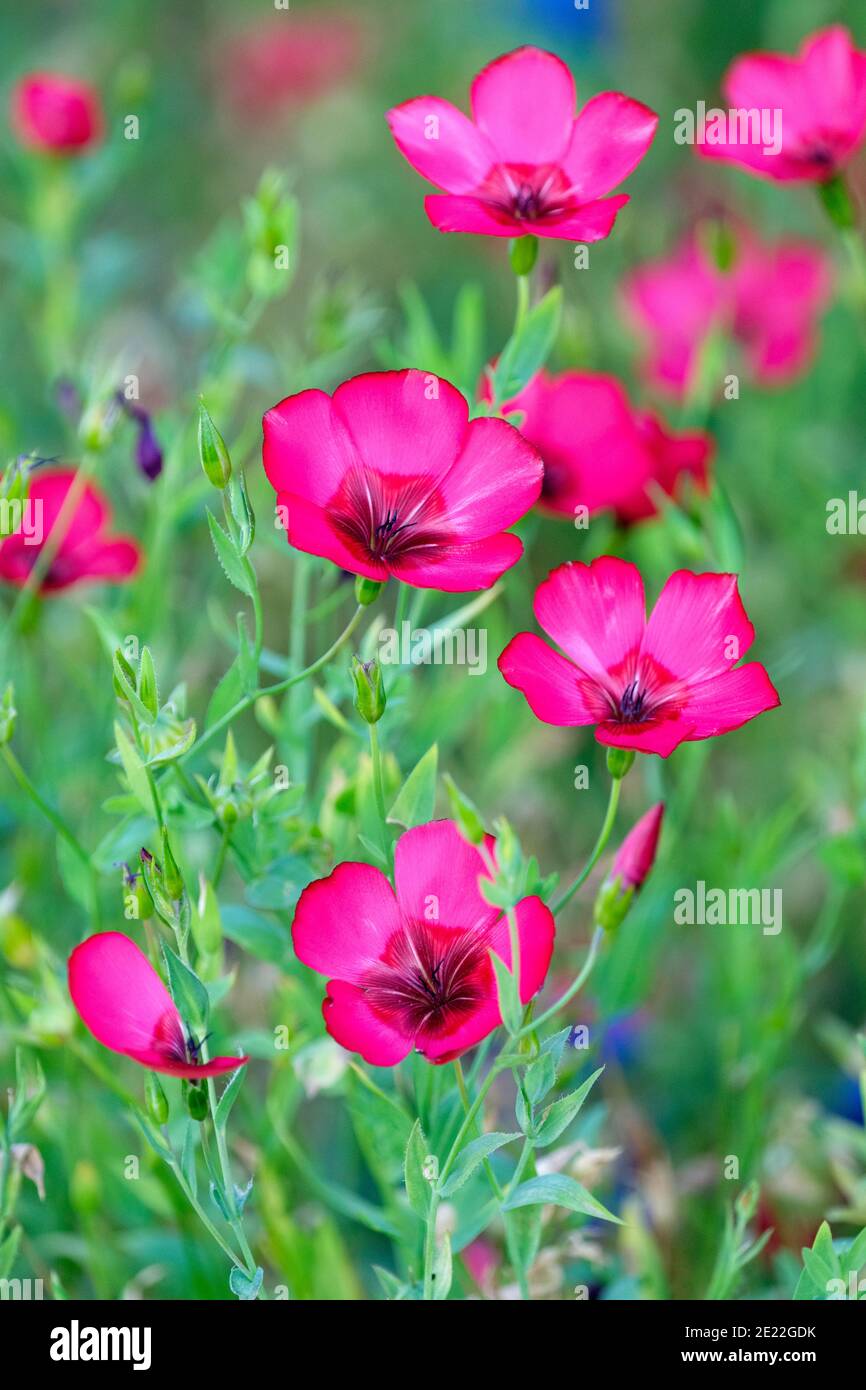 Lebendige scharlachrote Blüten von Linum grandiflorum. Blühender Flachs, roter Flachs, scharlachroter Flachs und karmesinroter Flachs Stockfoto