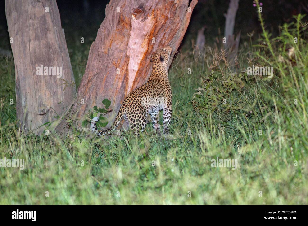 Leopard (Panthera pardus) reibt die Wangendrüse gegen den Baumstamm und registriert die Anwesenheit anderer. Nächtlich. Verwenden von Spotlicht aus einem Fahrzeug. Botswana. Stockfoto