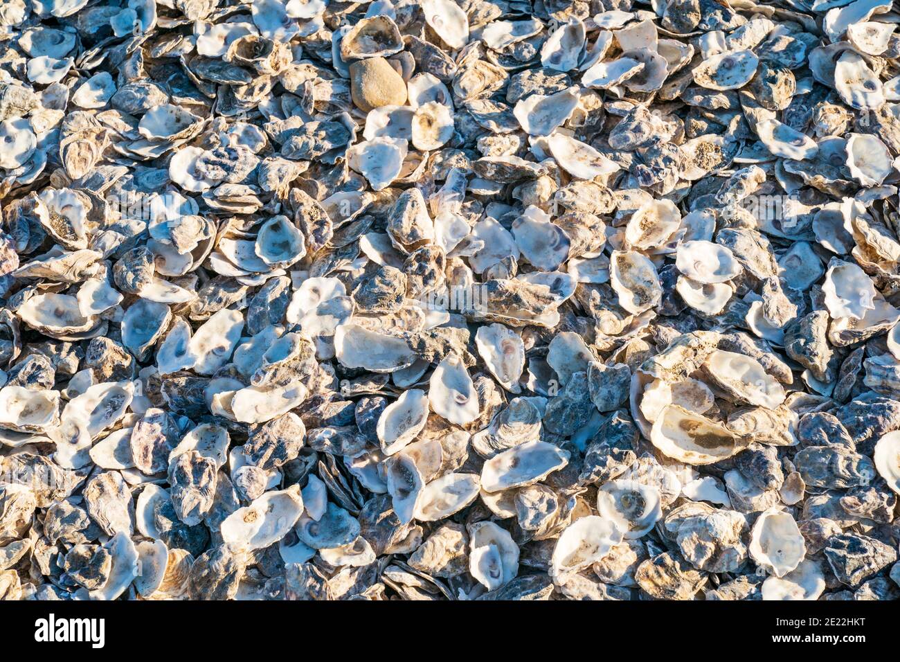 Nahaufnahme leerer verlassener Austernschalen, die außerhalb der Austernfischerei in Whitstable in Kent, England, in einem Haufen nicht berücksichtigt wurden. Stockfoto