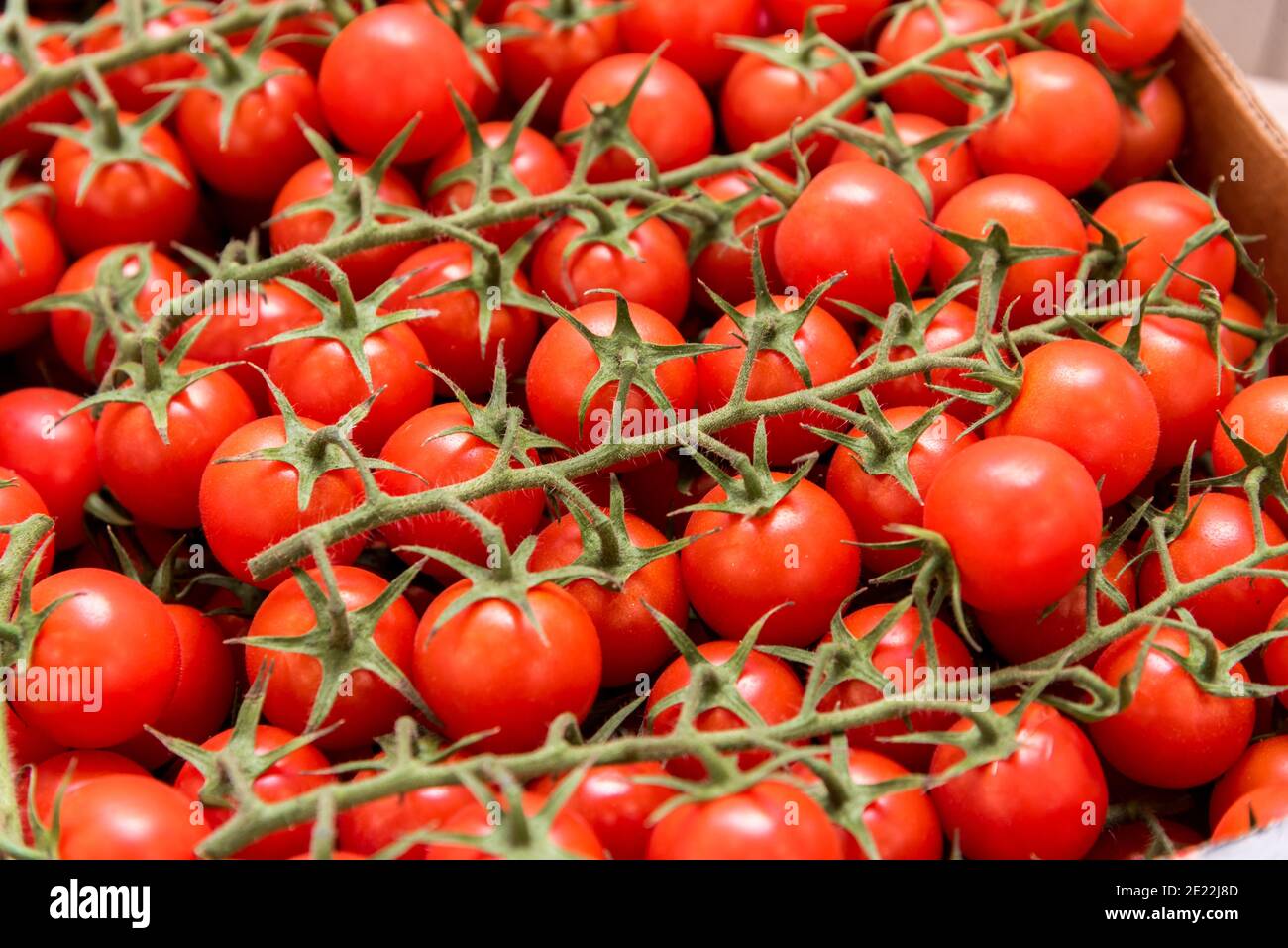 Kirschtomaten aus Pachino, Sizilien, Italien, auf der Theke des Gemüsehändler Stockfoto