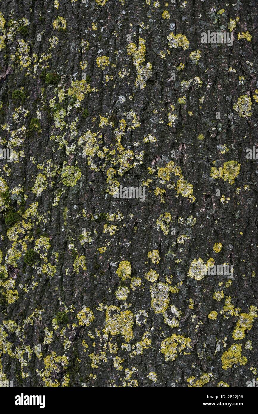 Abstrakte Hintergrundtextur, dunkle Rinde mit Flechten und Moos auf einem Baumstamm, Vollformat, Kopierraum Stockfoto