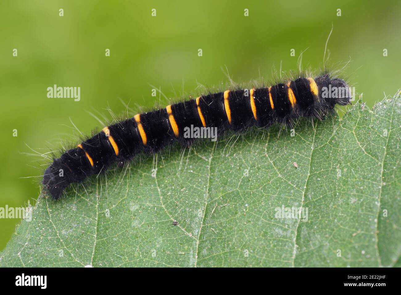 Raupe der Fuchsmot (Macrothylacia rubi) kriecht am Rand des Blattes der Pflanze. Tipperary, Irland Stockfoto