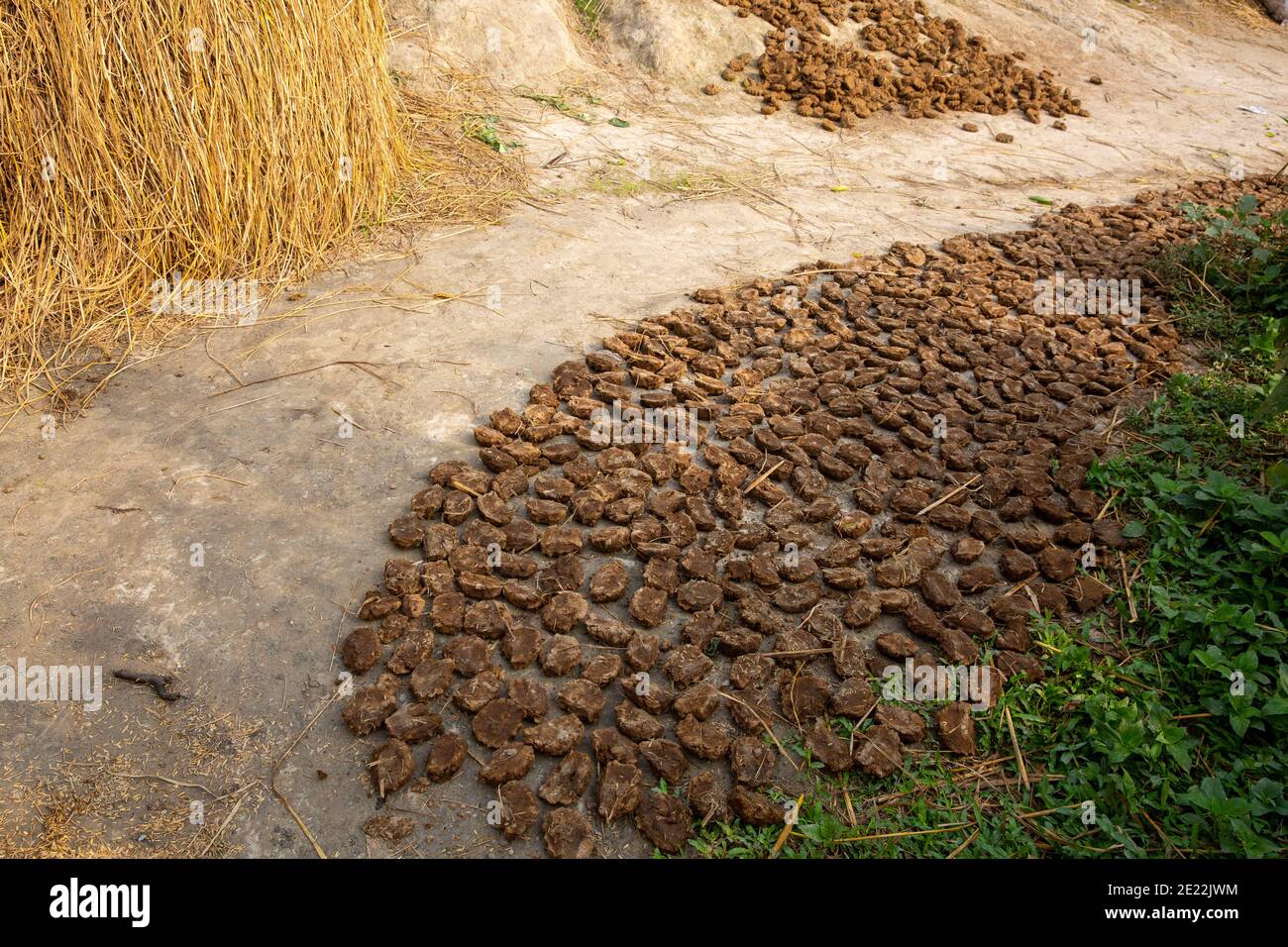 Getrocknete Kuhmistkuchen für Brennstoff. Stockfoto