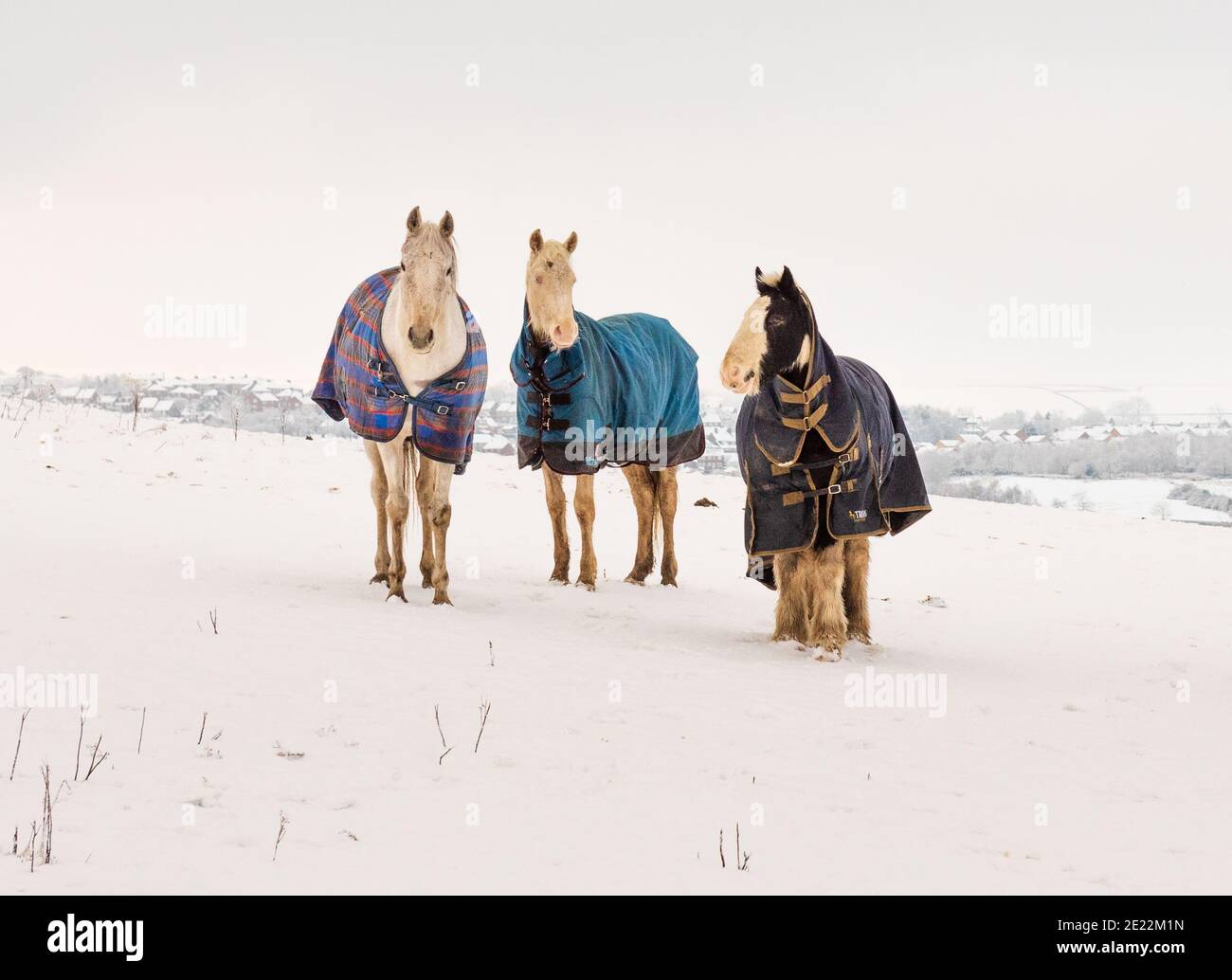 Drei alte Pferde bei kaltem Wetter. Alle sind ältere Stuten, die in einem schneebedeckten Feld grasen und Wintermantel gegen die Kälte tragen. Stockfoto