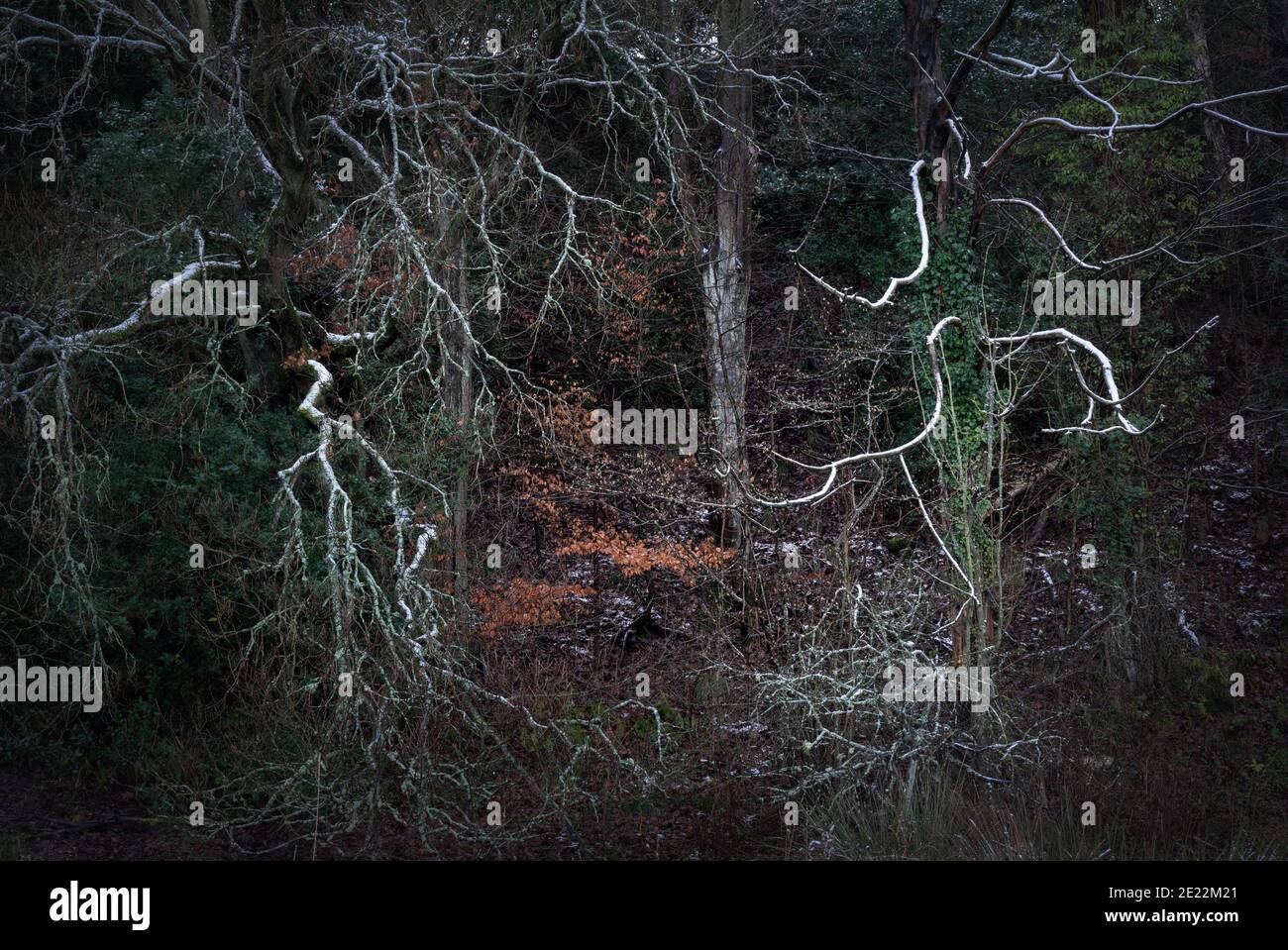 Dunkle Winterwaldlandschaft - am Waldrand mit unheilvollen gespenstischen verdrehten Ästen und Bäumen, die hinter der Baumgrenze in düstere Dunkelheit verblassen. Stockfoto