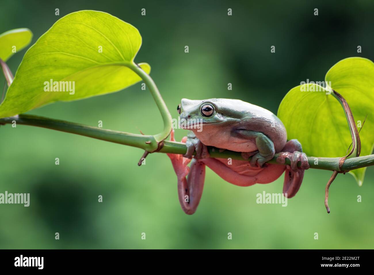Australischer weißer Baumfrosch, der an Pflanzen hängt Stockfoto