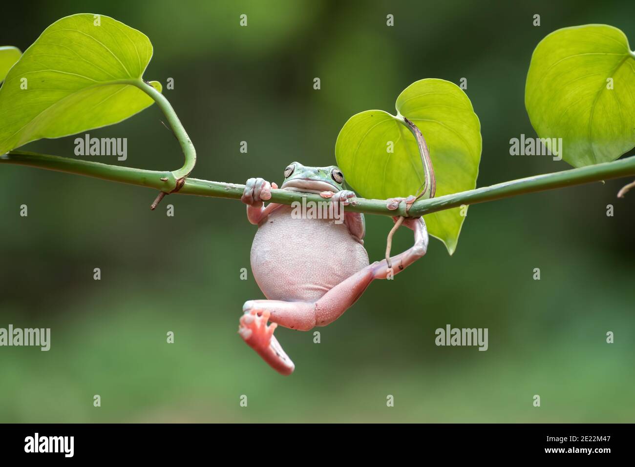 Australischer weißer Baumfrosch, der an Pflanzen hängt Stockfoto