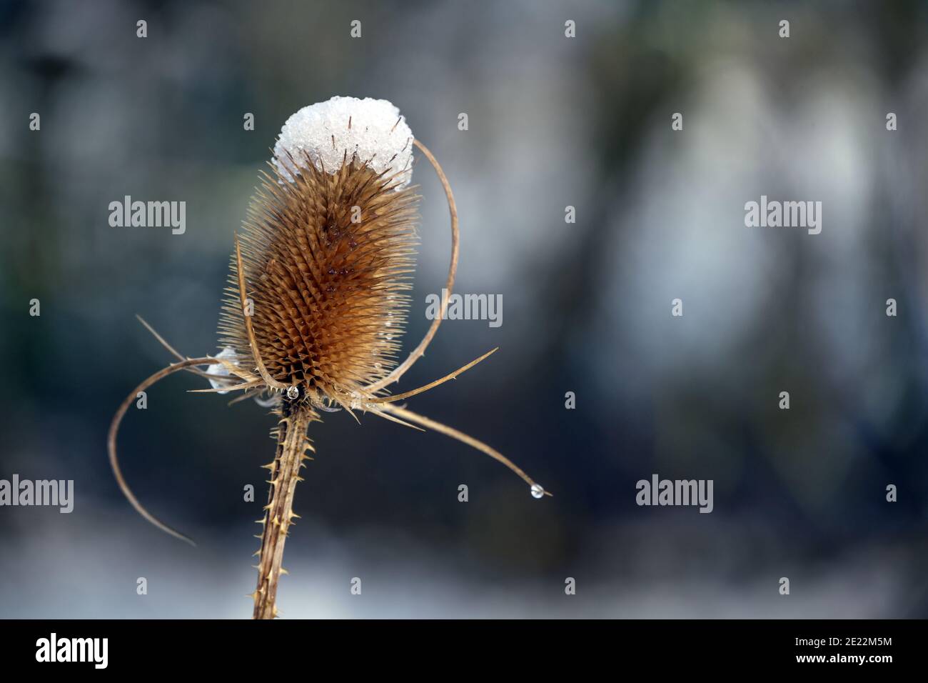 Wilder Teelöffel (Dipsacus fullonum) mit Schneekappe, natürlicher Saisonhintergrund mit Kopierraum, ausgewählter Fokus Stockfoto