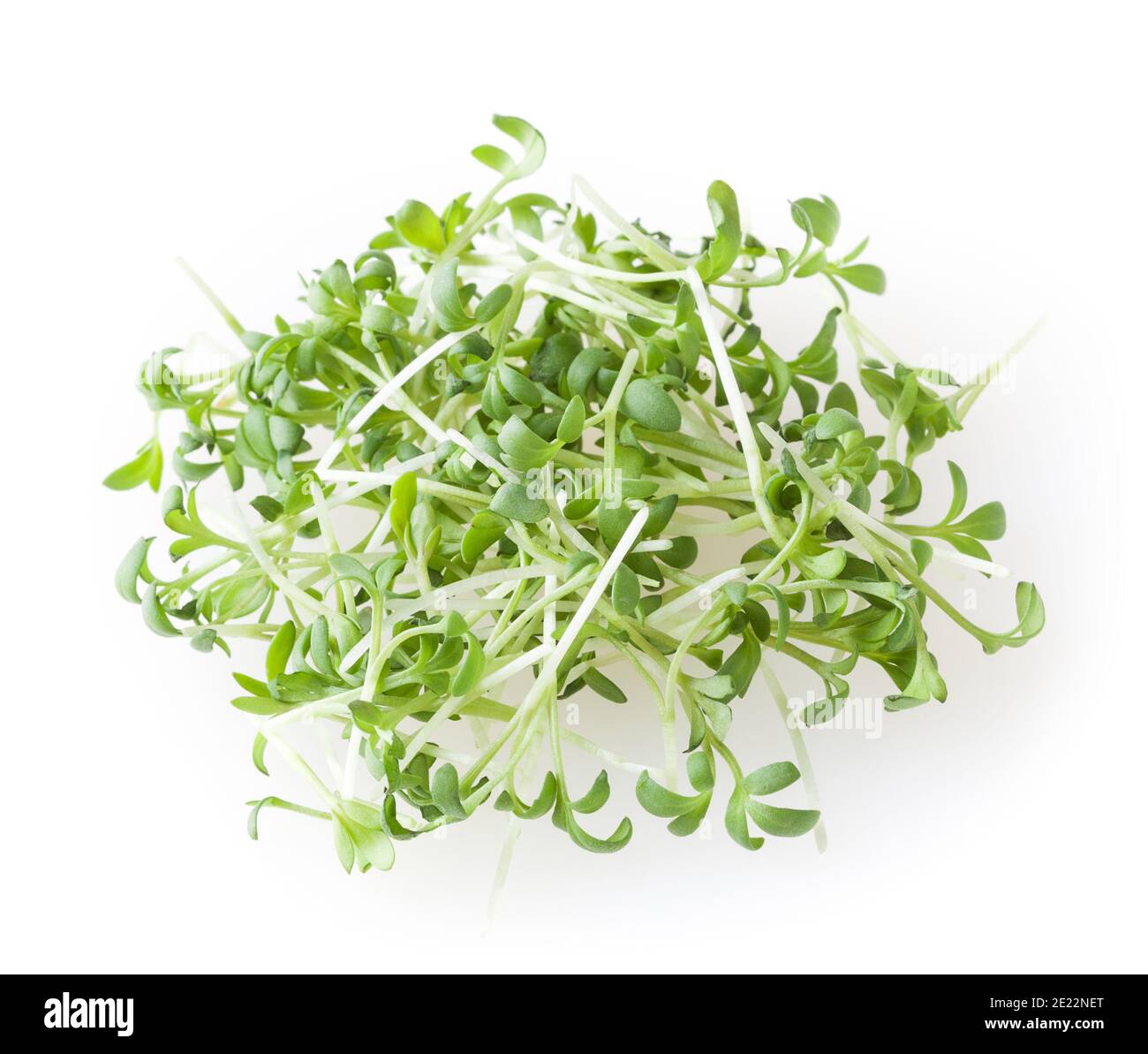 Haufen von Micro Greens Gartenkresse Sprossen isoliert auf weiß Hintergrund Stockfoto