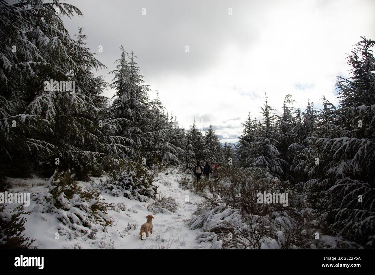 Hund, der sich im verschneiten Wald verirrt. Stockfoto