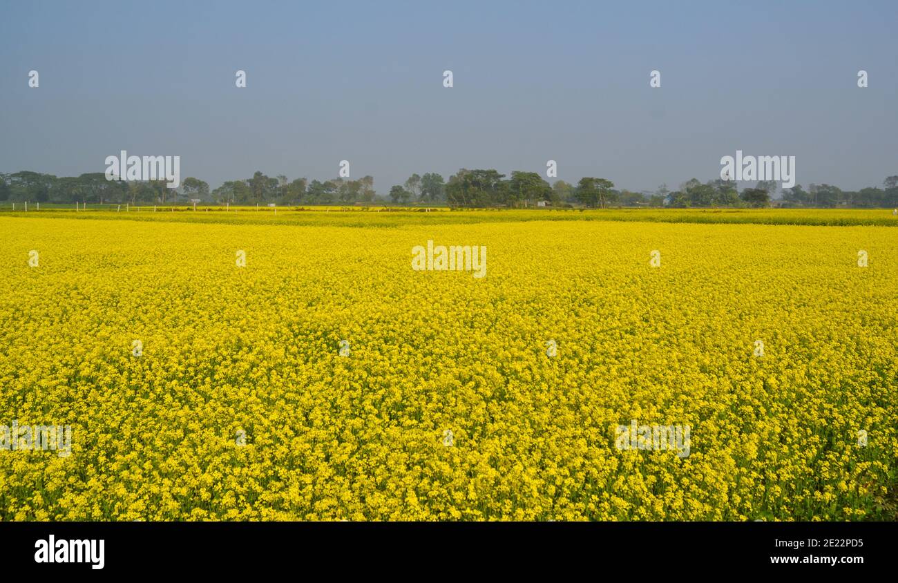 Schöne Blumen von Bangladesch Stockfoto