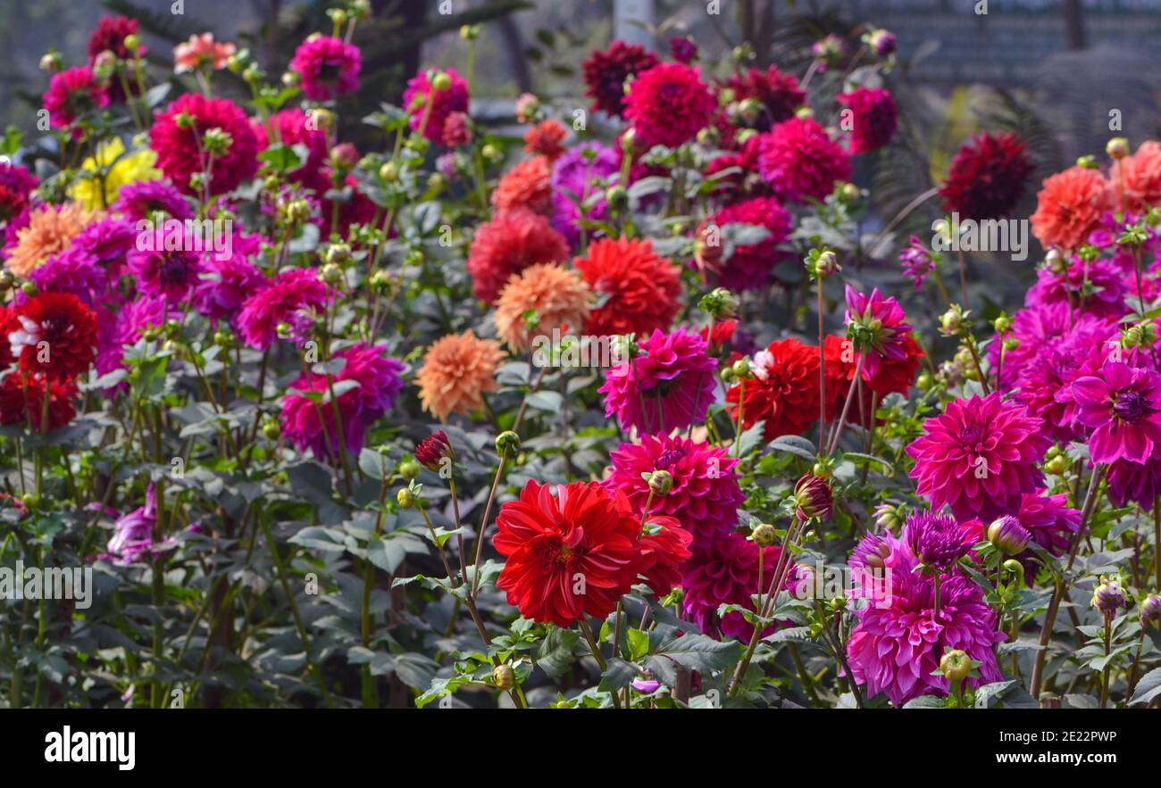 Schöne Bangladeschische Blume (Narr) Stockfoto