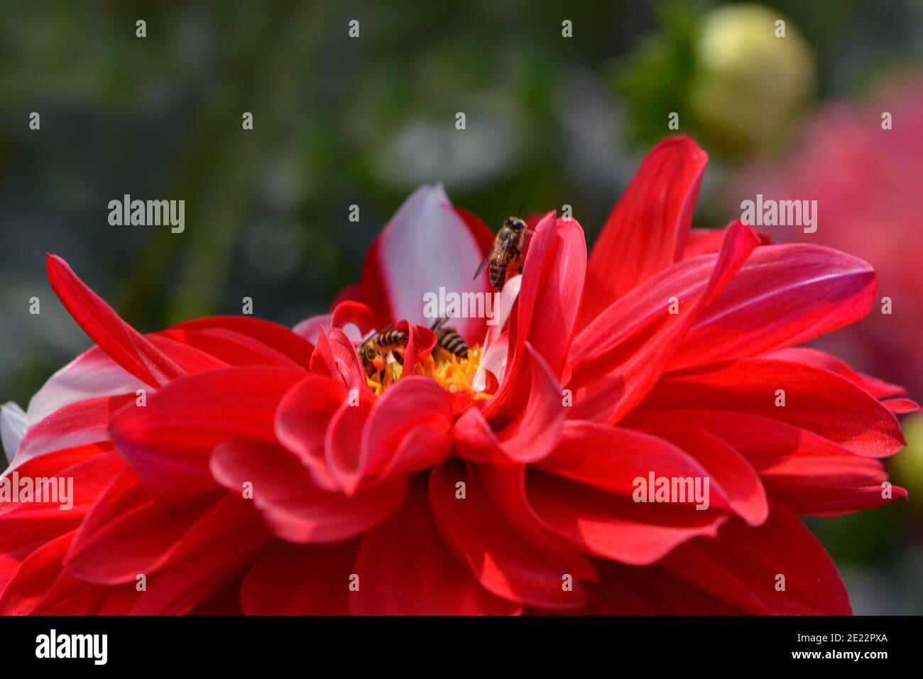 Schöne Blumen von Bangladesch Stockfoto