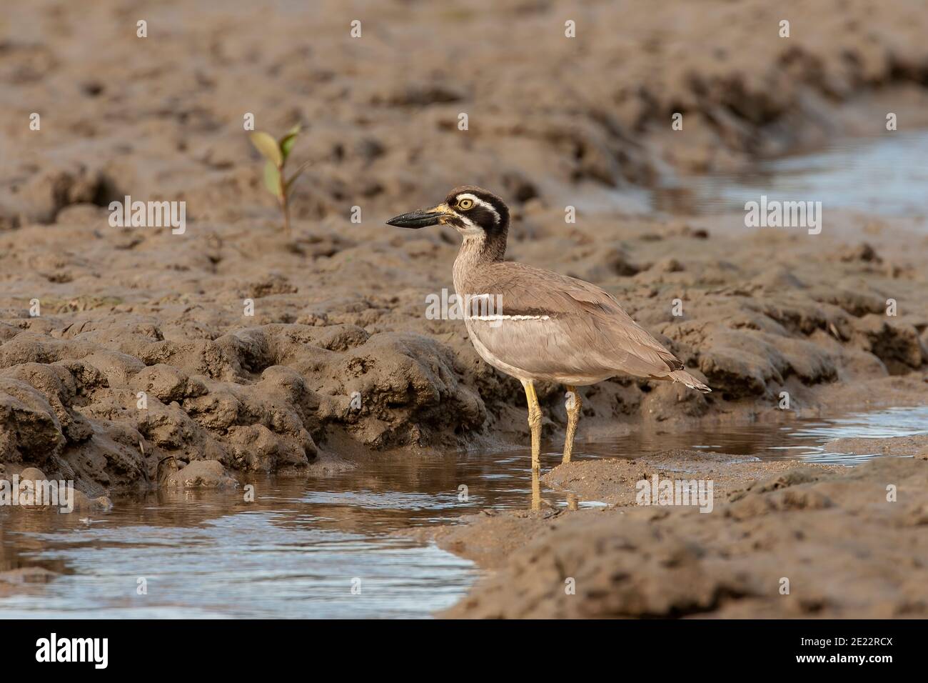 Strand Stein-Curlew (Esacus magnirostris) Erwachsene stehend auf Schlamm, an der Küste Australiens Stockfoto