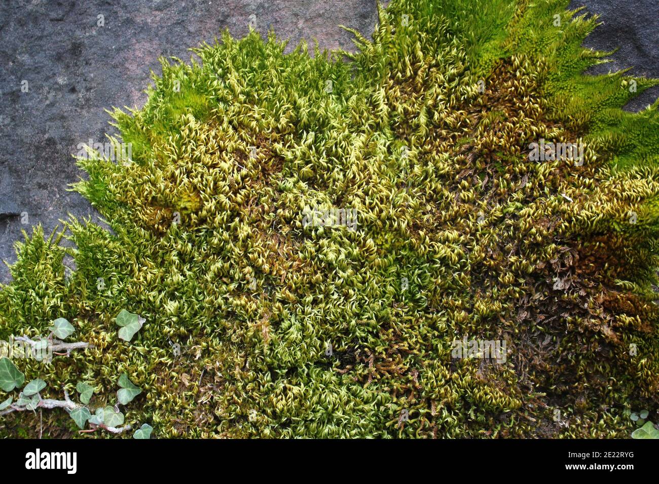 Grünes Moos auf einem roten Sandsteinfelsen Stockfoto