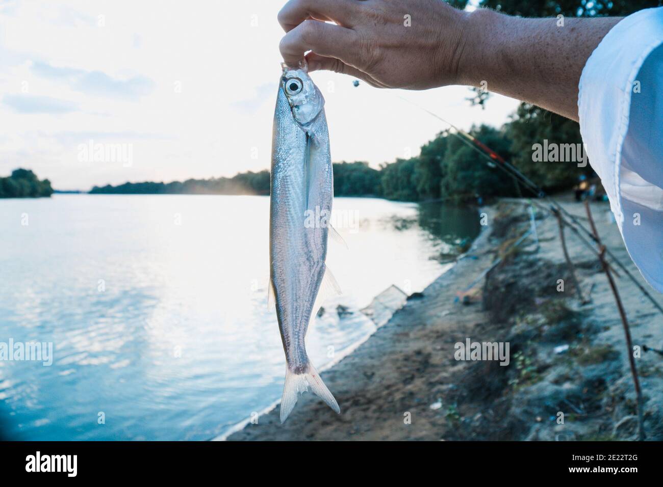 Der Fischer fing einen Fisch auf dem Fluss mit einer Angelrute. Fisch in der Hand des Fischers. Stockfoto