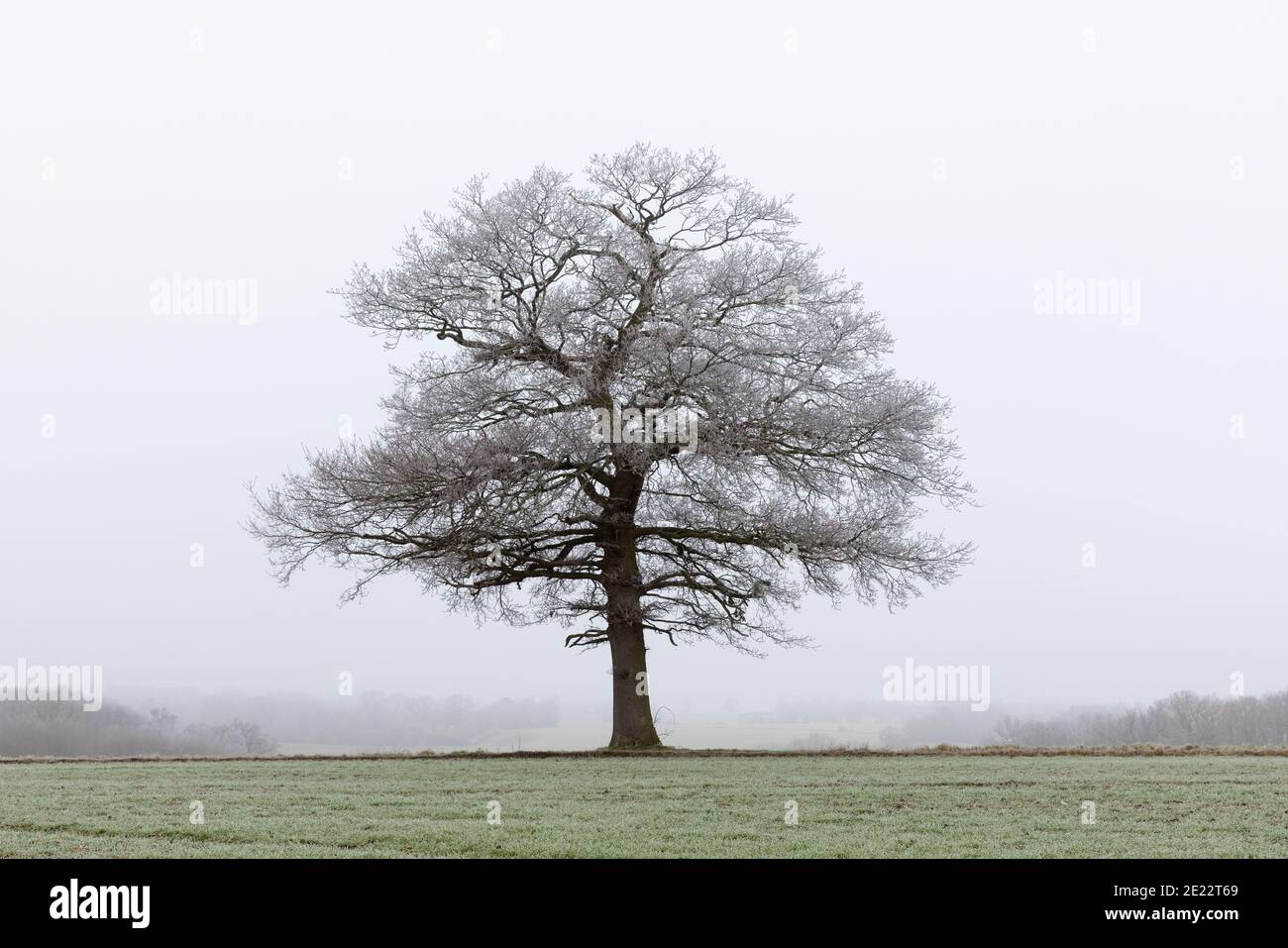 Einsame, mattierte Eiche auf einem Feld an einem trüben, kalten und nebligen Tag im Winter. Perry Green, Much Hadham, Hertfordshire. VEREINIGTES KÖNIGREICH Stockfoto