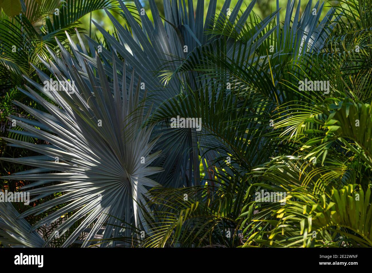 Handfläche hinterlässt Hintergrundbild Stockfoto