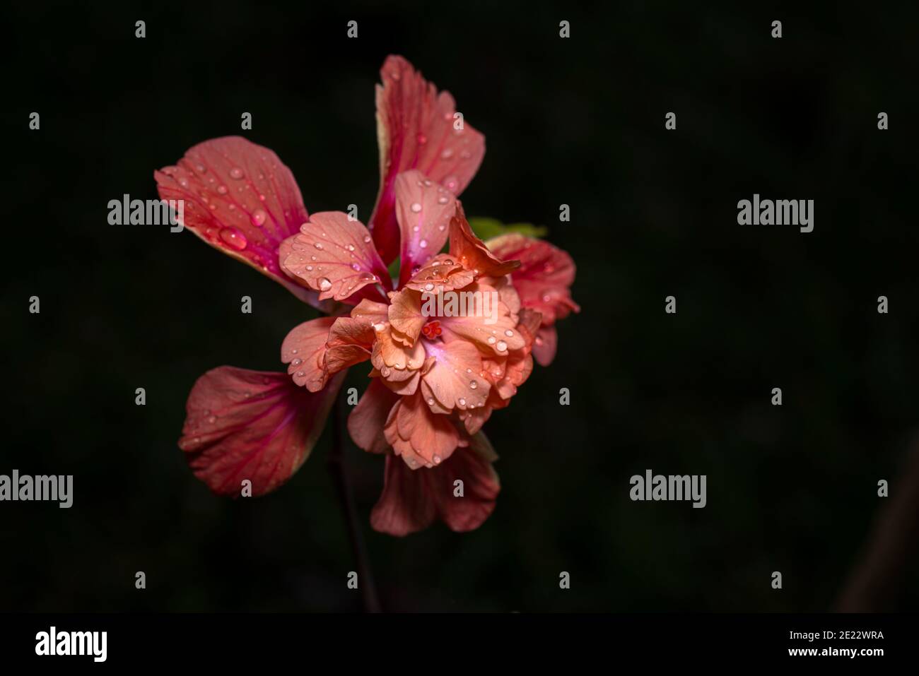 Orange rosa Hibiskusblüte Stockfoto
