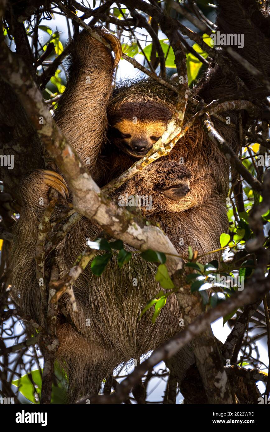 3 toed braun throated Faultier mit Baby hing friedlich in Ein Baum Stockfoto