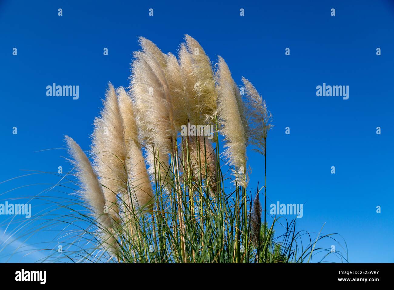 Cortaderia selloana pumila Silber gelb Pflanze Pampas Gras Laub Stockfoto