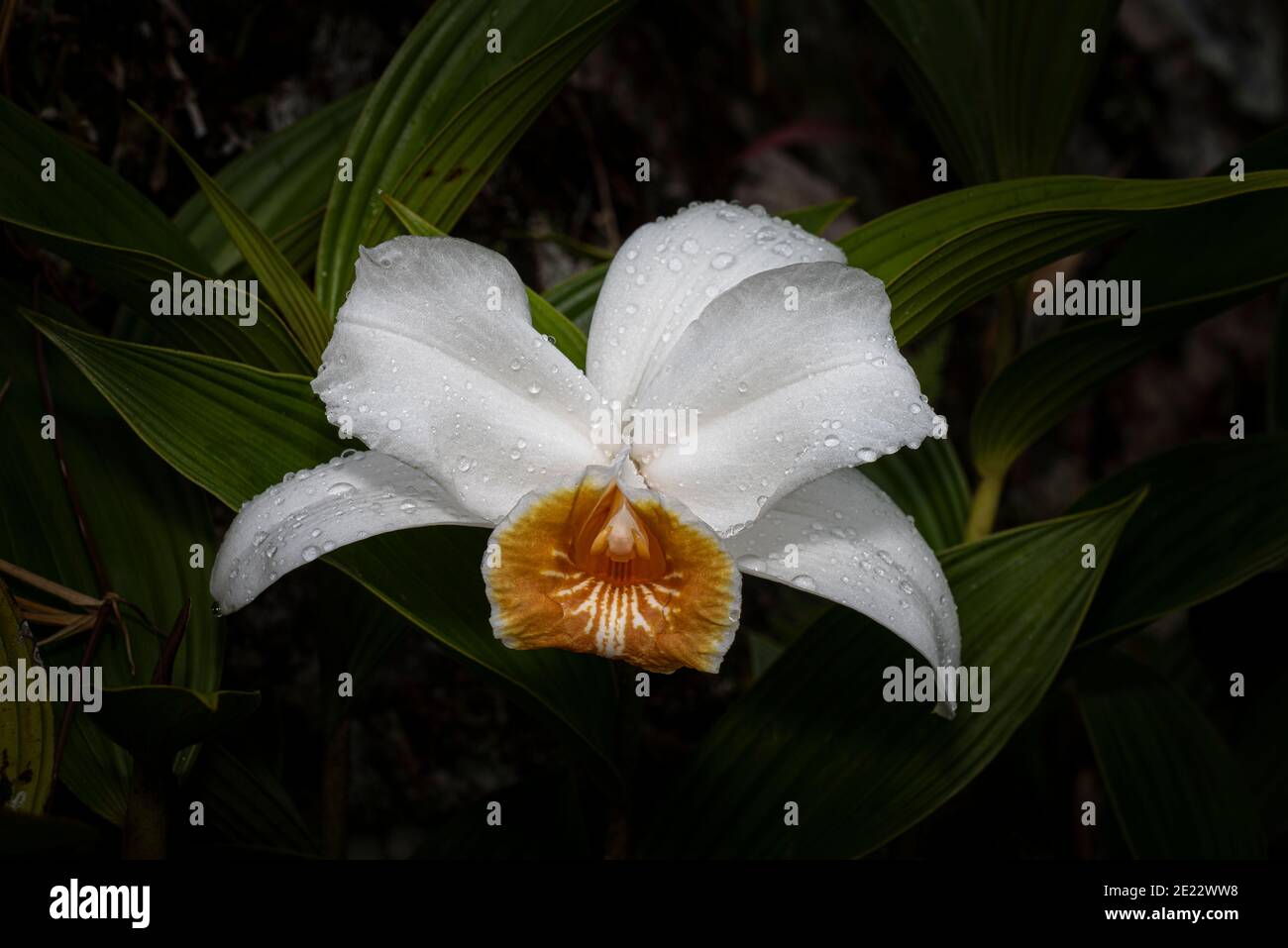 Weiße und goldene Sobralia Orchidee Stockfoto