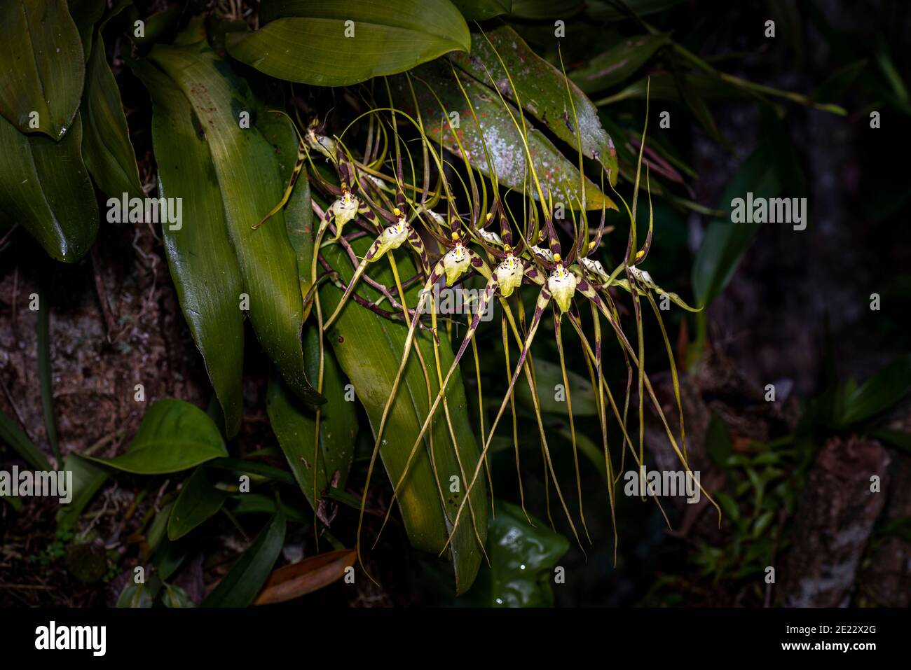 Brassia Orchidee oder Spinne Orchidee Bild in Panama aufgenommen Stockfoto