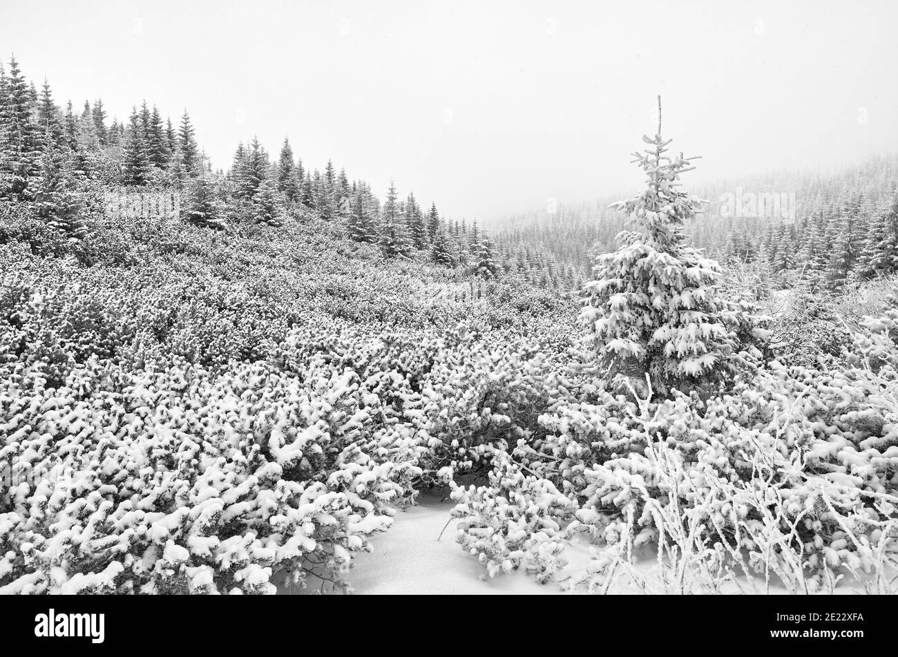 Schwarz-Weiß-Bild einer Berglandschaft bei starkem Schneefall. Stockfoto