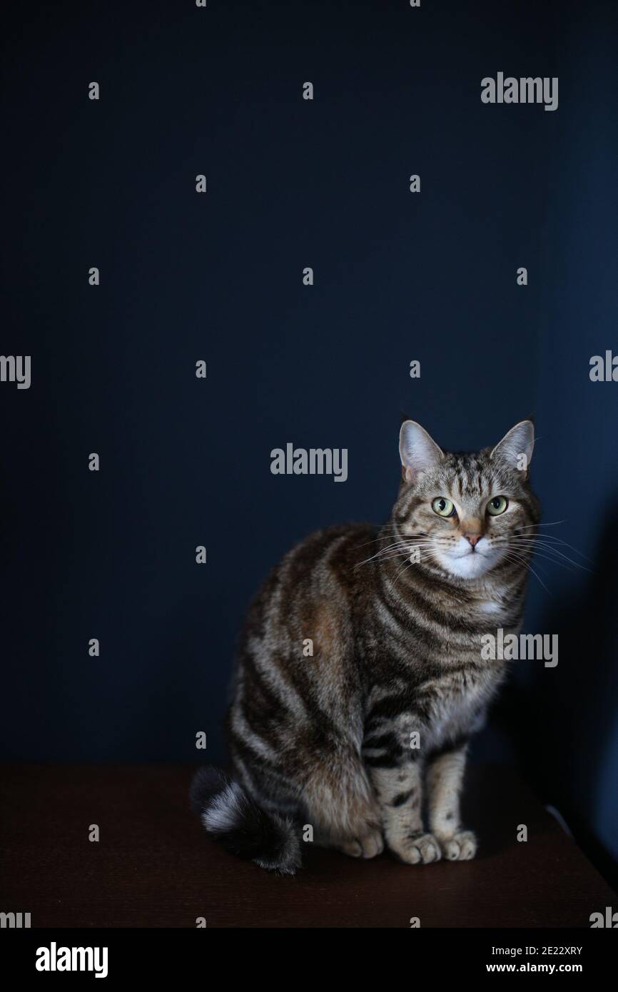 Eine braun und schwarz gestreifte Tabby Katze auf einem sitzend Einfacher Holztisch vor dunkelblauem Hintergrund Stockfoto