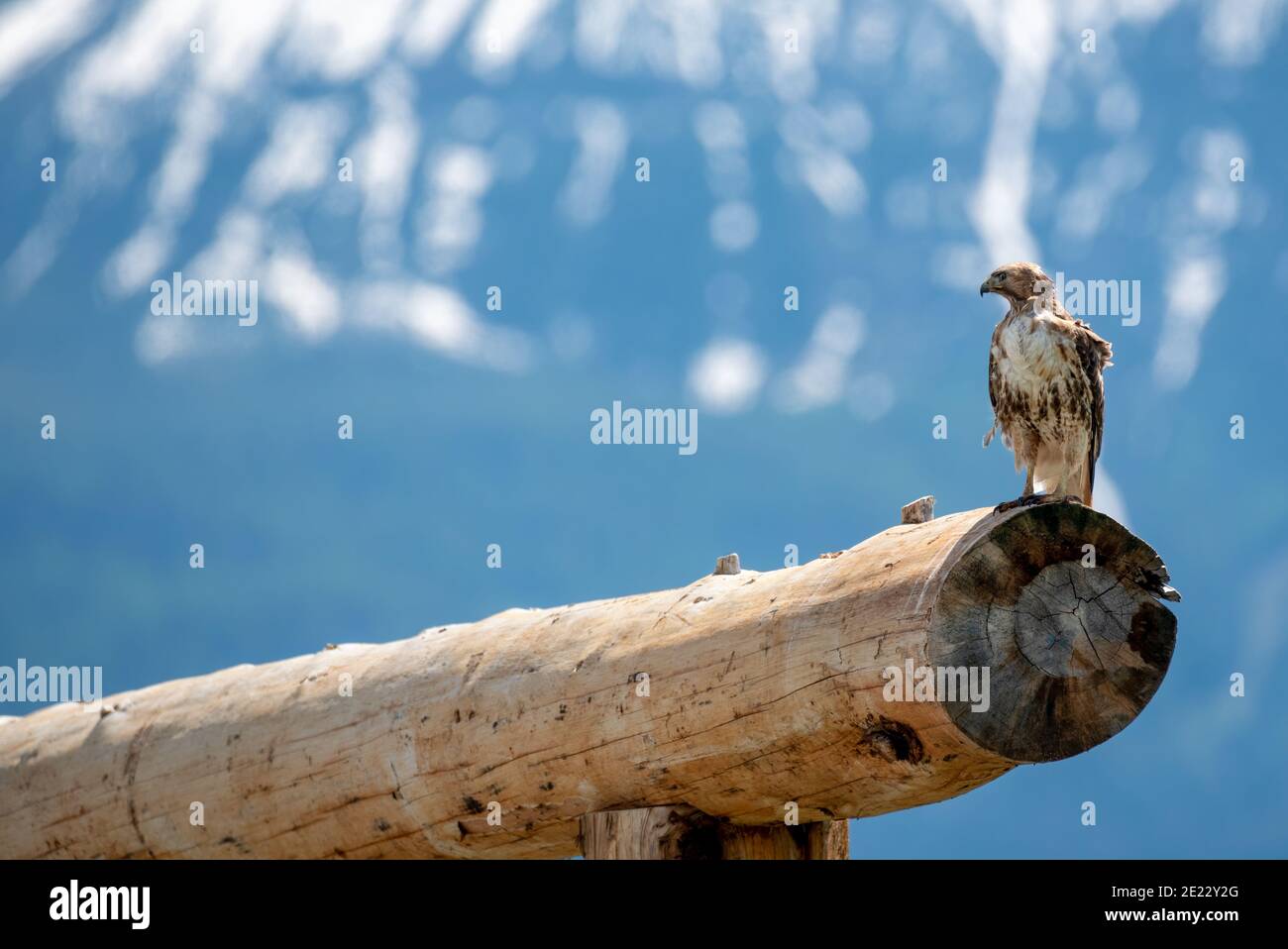 Rotschwanzhawk (Buteo jamaicensis), Zumwalt Prairie, Oregon. Stockfoto