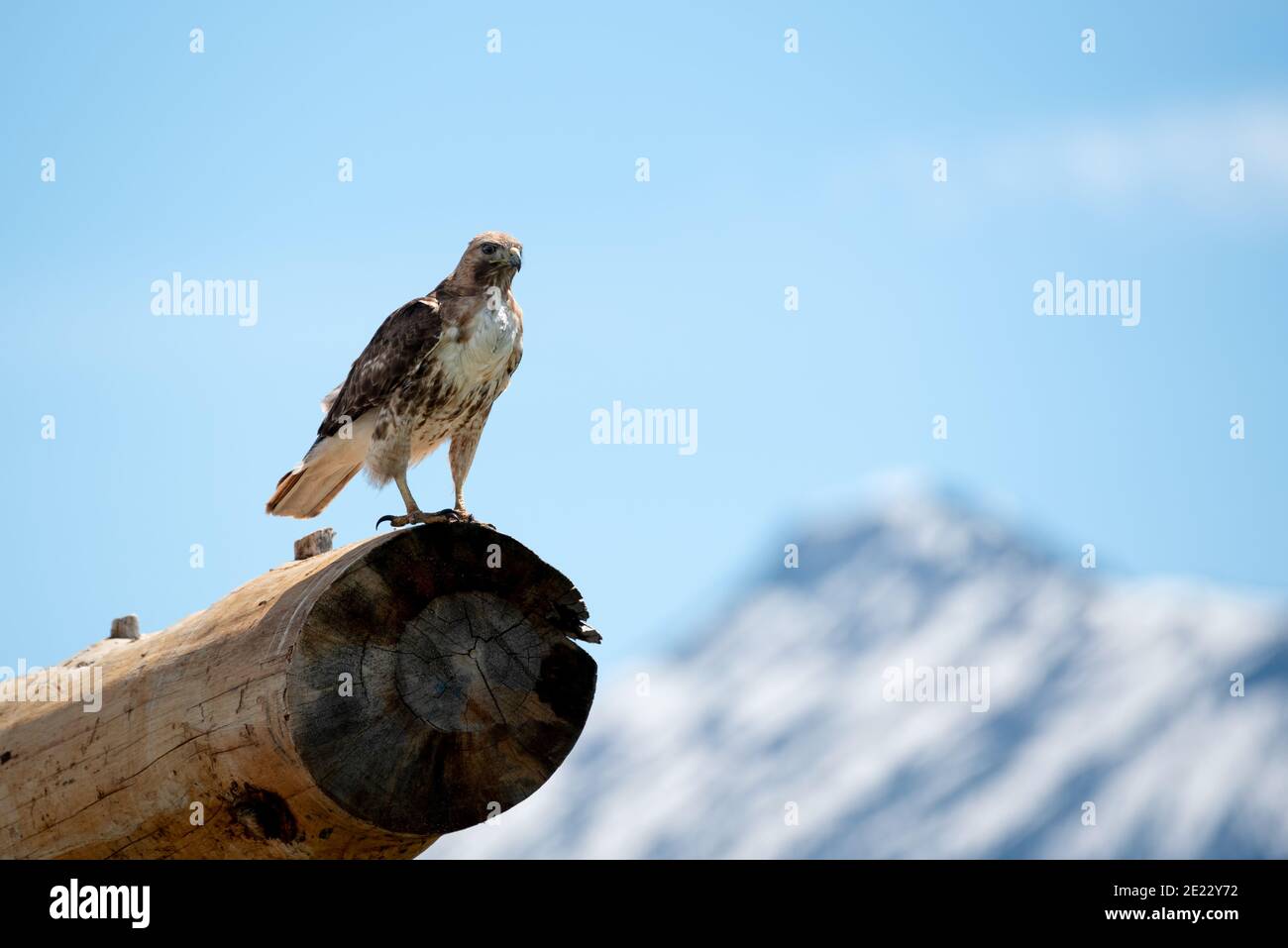 Rotschwanzhawk (Buteo jamaicensis), Zumwalt Prairie, Oregon. Stockfoto