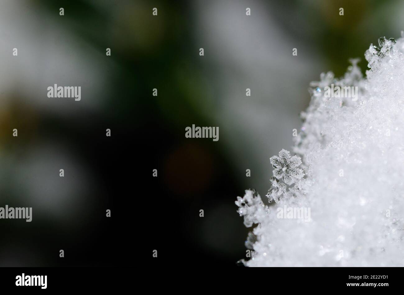 Zarte klare Kristallblüte im Schnee Stockfoto