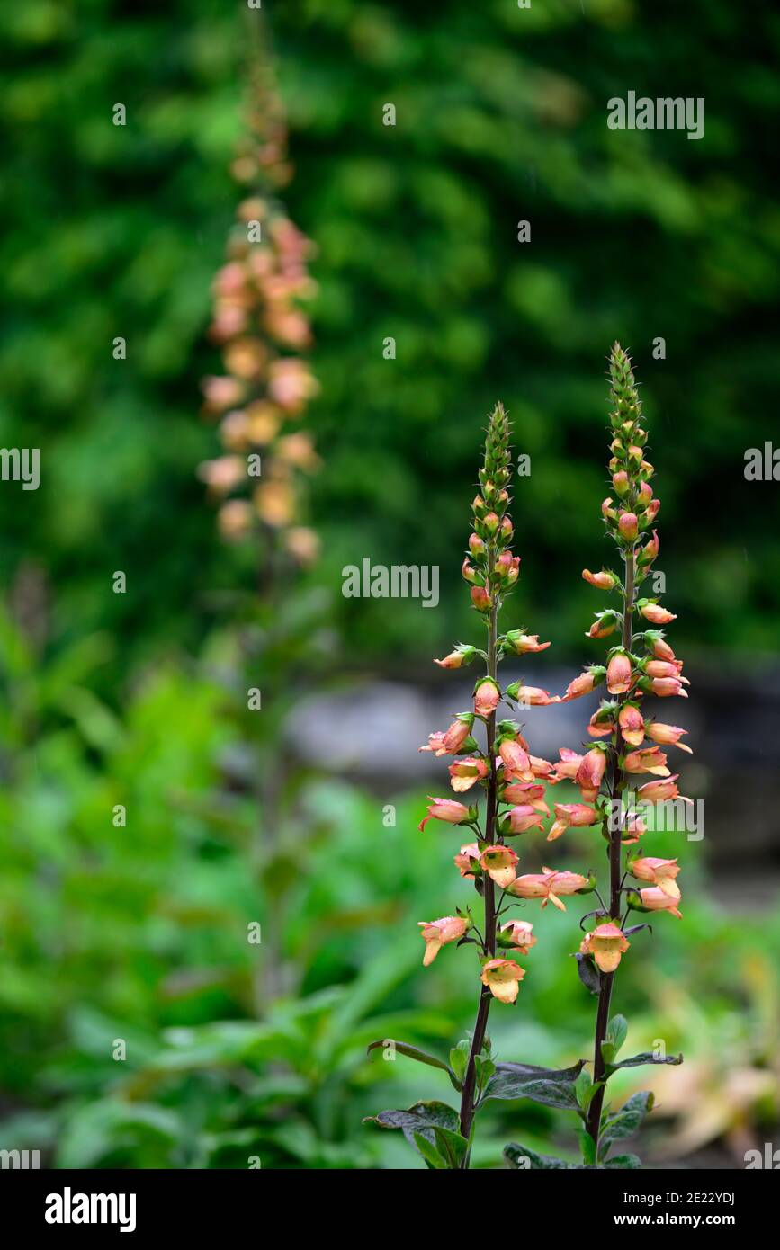 Digitalis Beleuchtung apricot, Foxgloves, Foxglove, steril, Hybrid, Isoplexis, mehrjährig, orange Aprikosenblüte, orange Aprikosenblüten, RM Floral Stockfoto