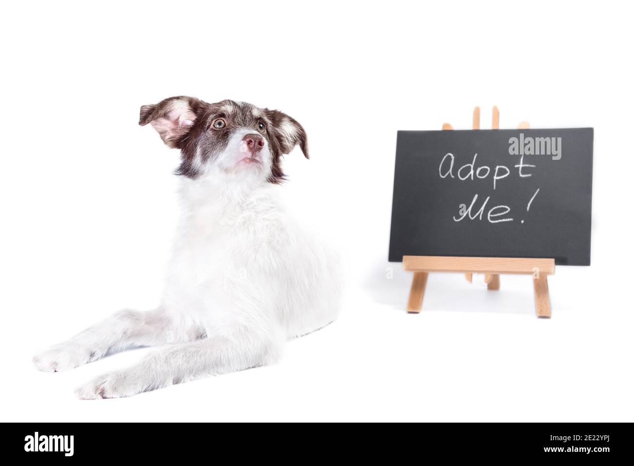 Weißer und brauner Hund neben einem Kreidetafel mit einem Inschrift adoptieren mich auf weißem Hintergrund Stockfoto