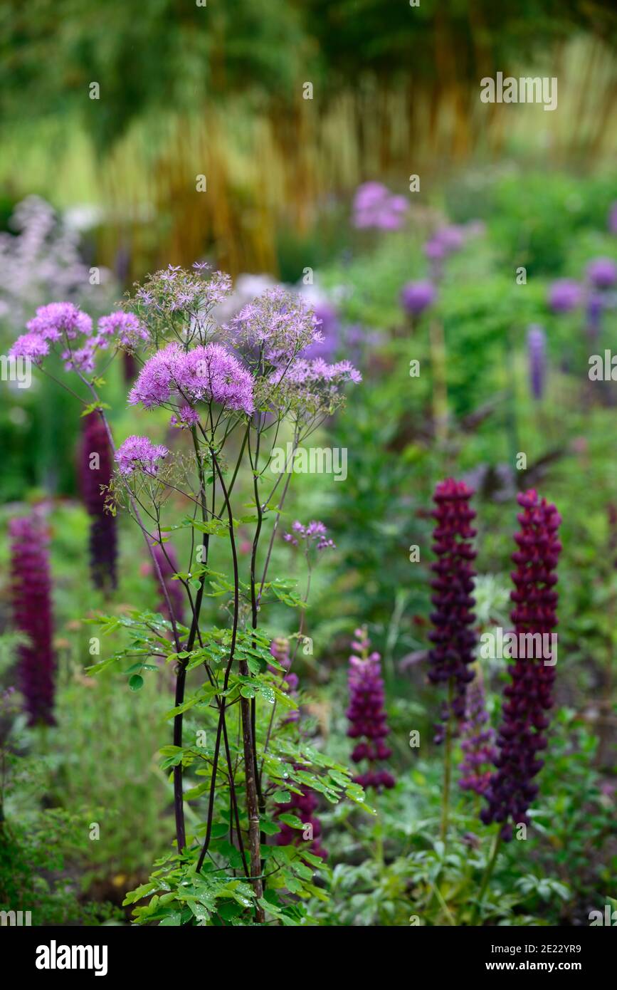 Lupine Meisterwerk, thalictrum schwarzen Strümpfen, blauen und lila Blumen, blau lila Rand, gemischte Bepflanzung Schema, kühles Bett, kühle Bordüre, RM floral Stockfoto