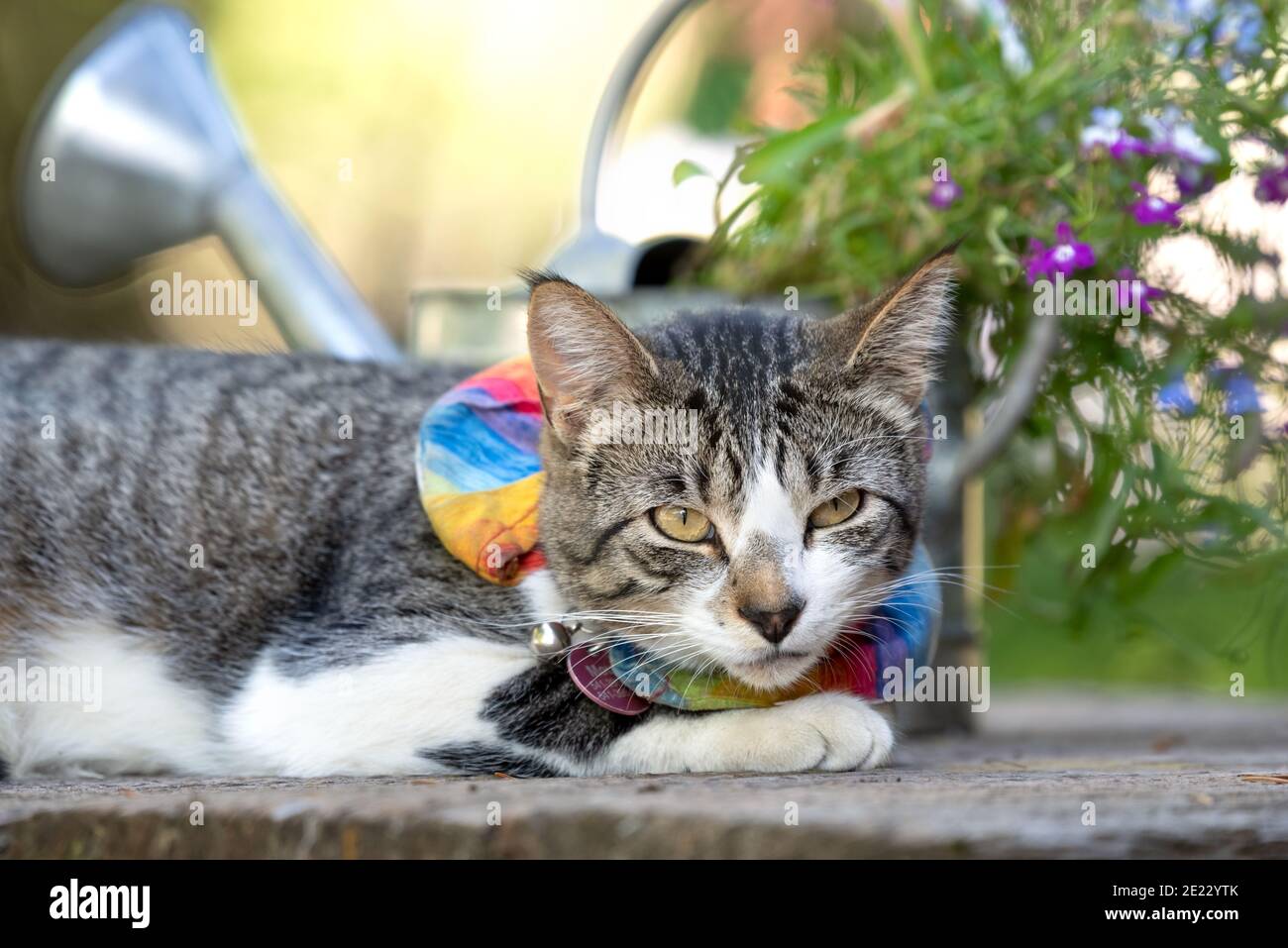 Hauskatze, Wallowa Valley, Oregon. Stockfoto