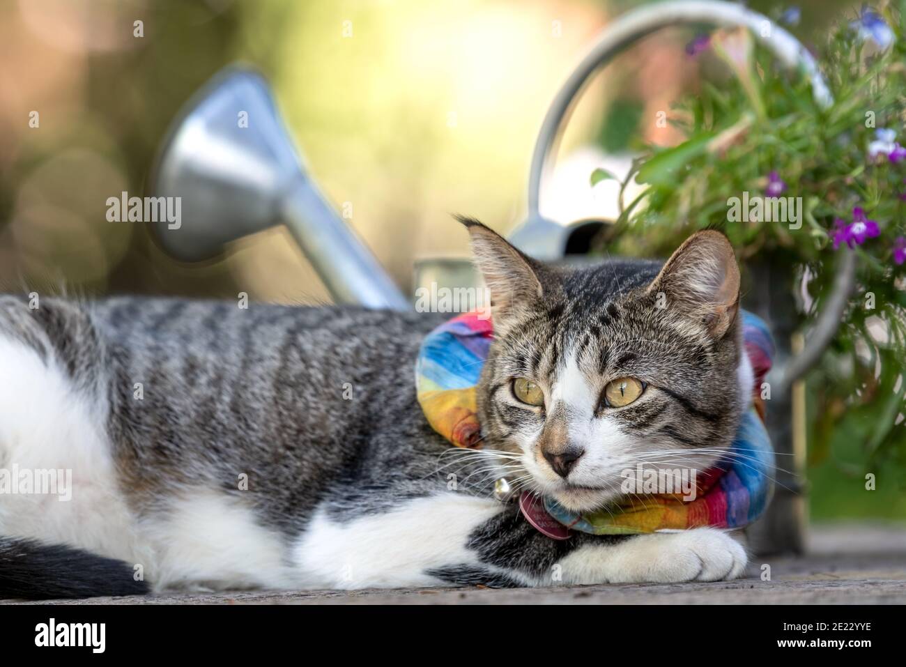 Hauskatze, Wallowa Valley, Oregon. Stockfoto