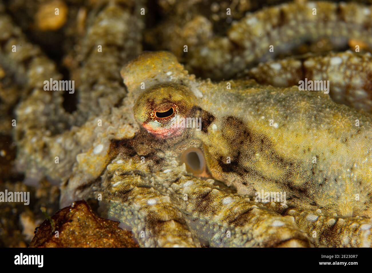 Shrimps of Much Tauchen in Indonesien Stockfoto